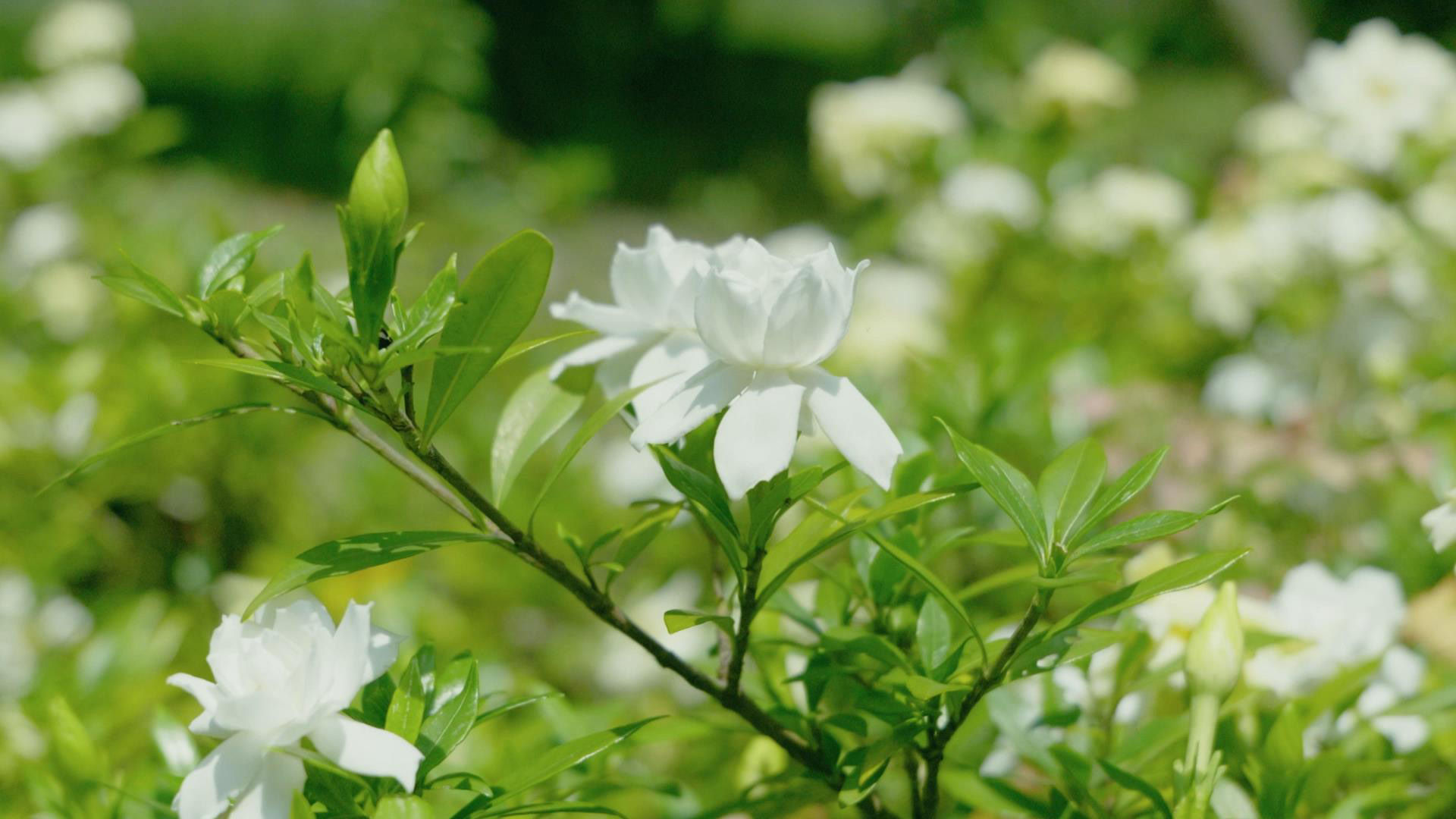 栀子花花朵