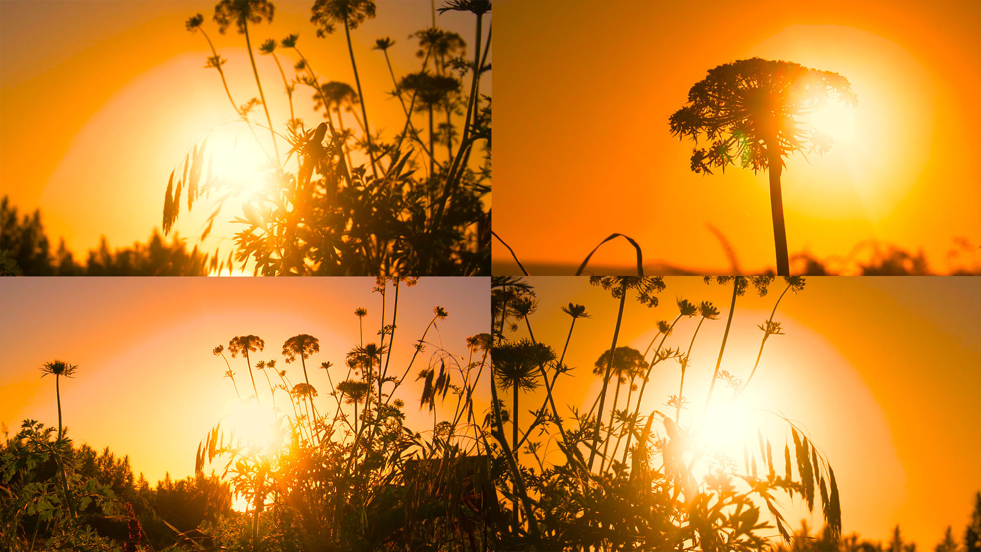 傍晚日落落日太阳落山夕阳西下温暖太阳光芒光线阳光太阳唯美夕阳美景