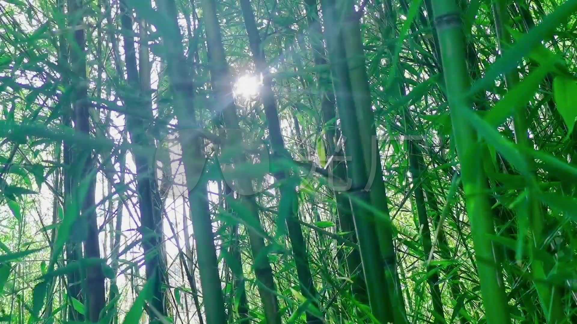 唯美竹林风景素材实景