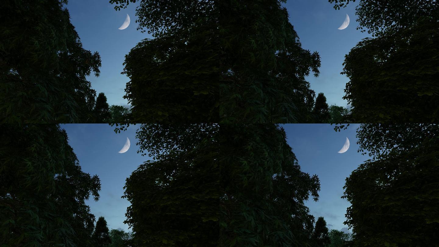 夜晚树林天空月亮动画