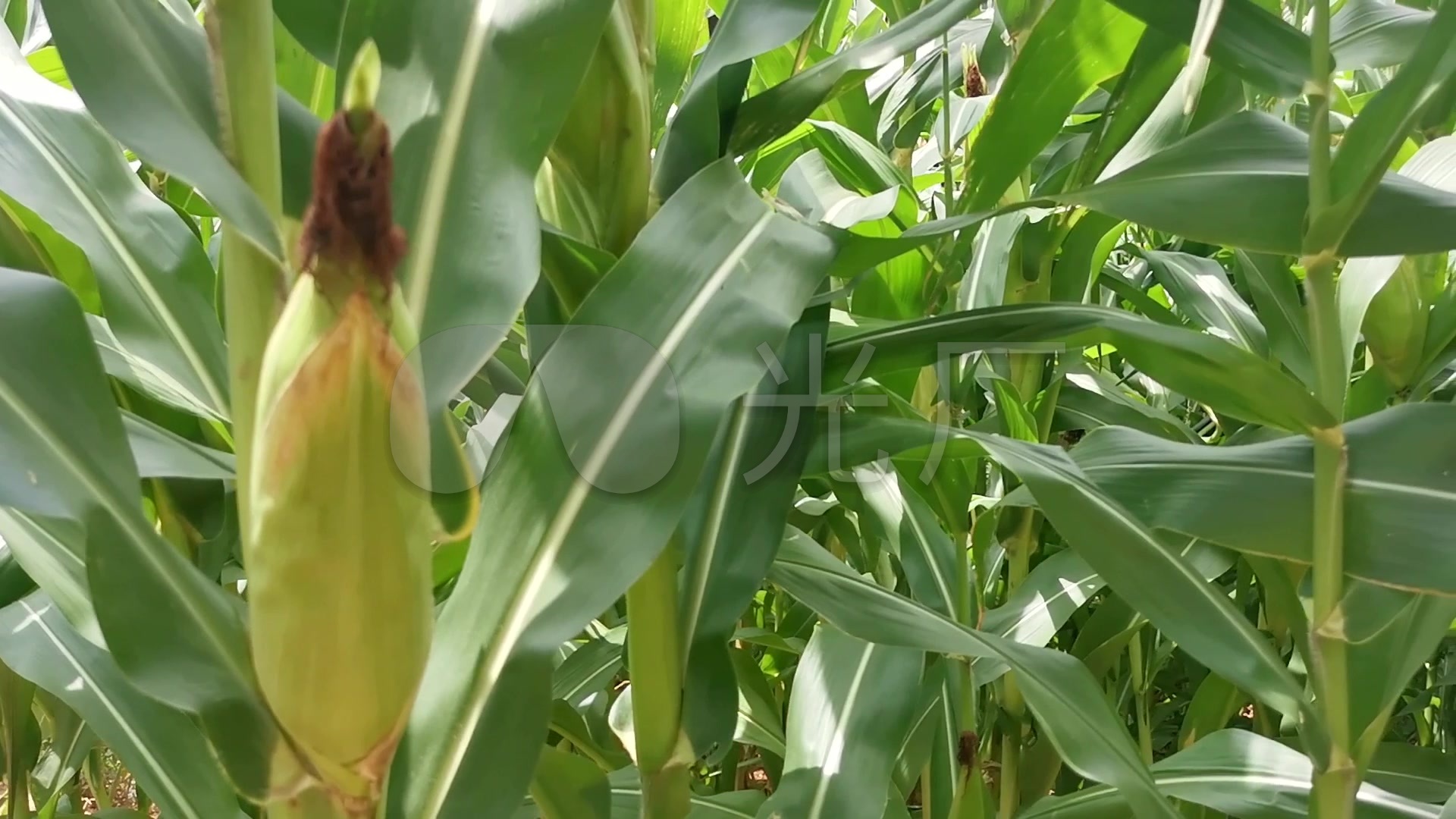视频素材 实拍视频 工业农业 成熟期的玉米棒子包谷苞米 来自视频原始