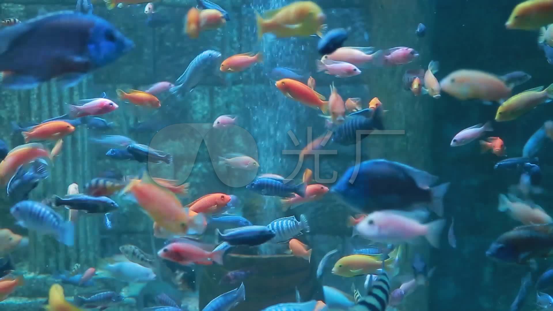海鱼海洋生物鱼群海底美丽鱼群