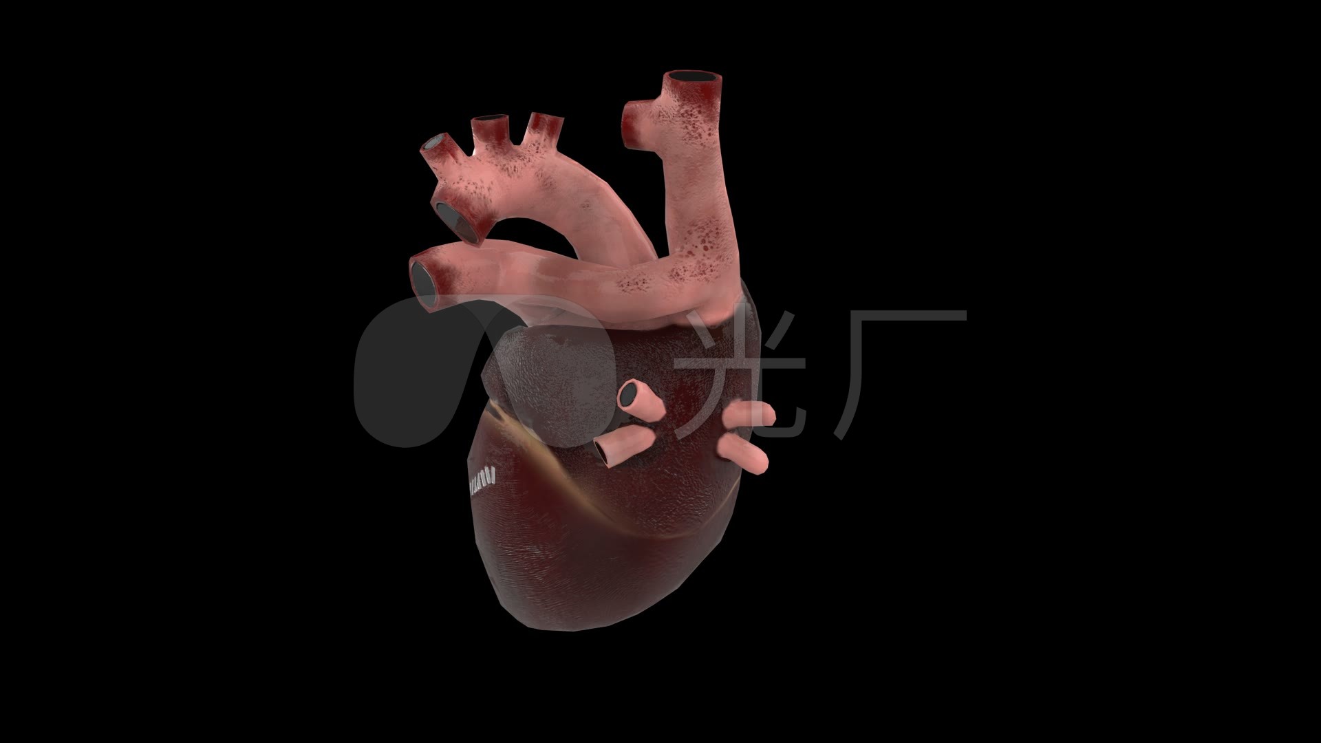 心脏结构三维演示动画