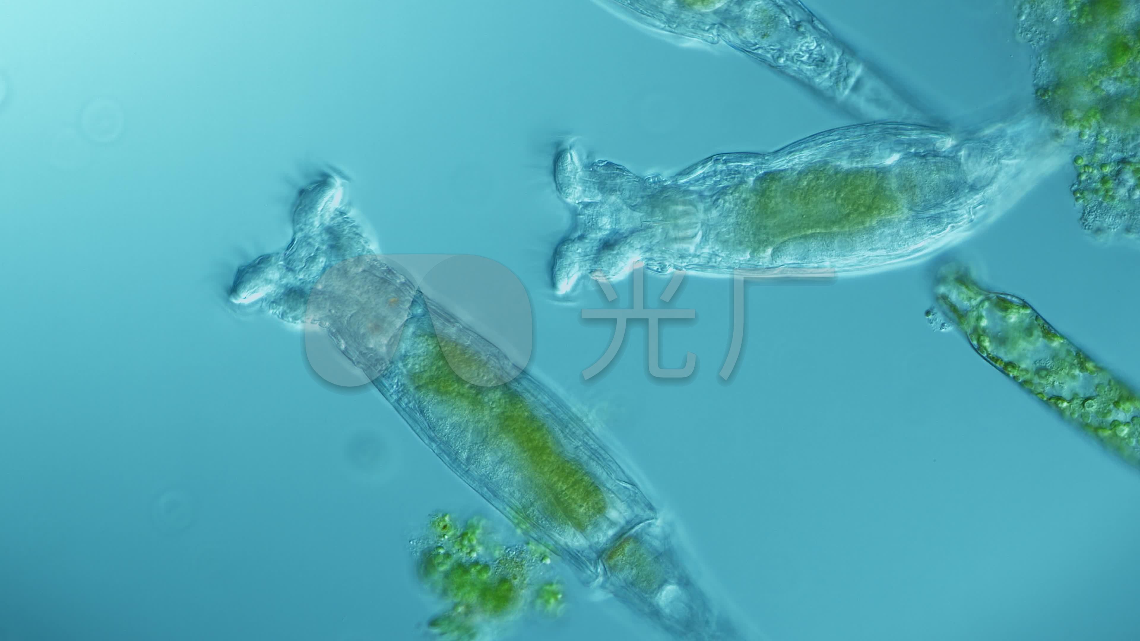 微生物-红眼旋轮虫_3840x2160_高清视频素材下载(编号:6009898)_实拍