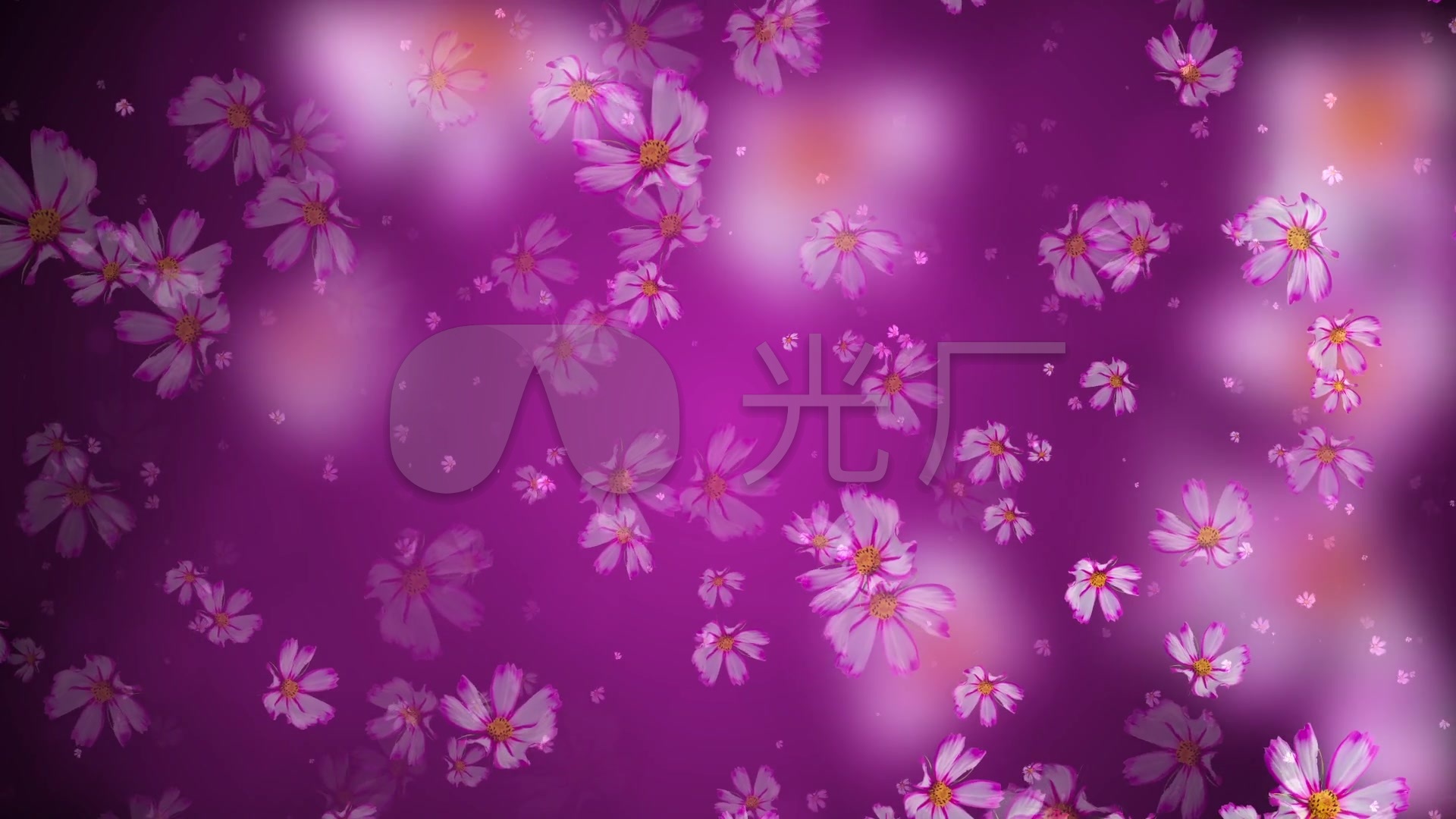 唯美紫色格桑花粒子背景视频