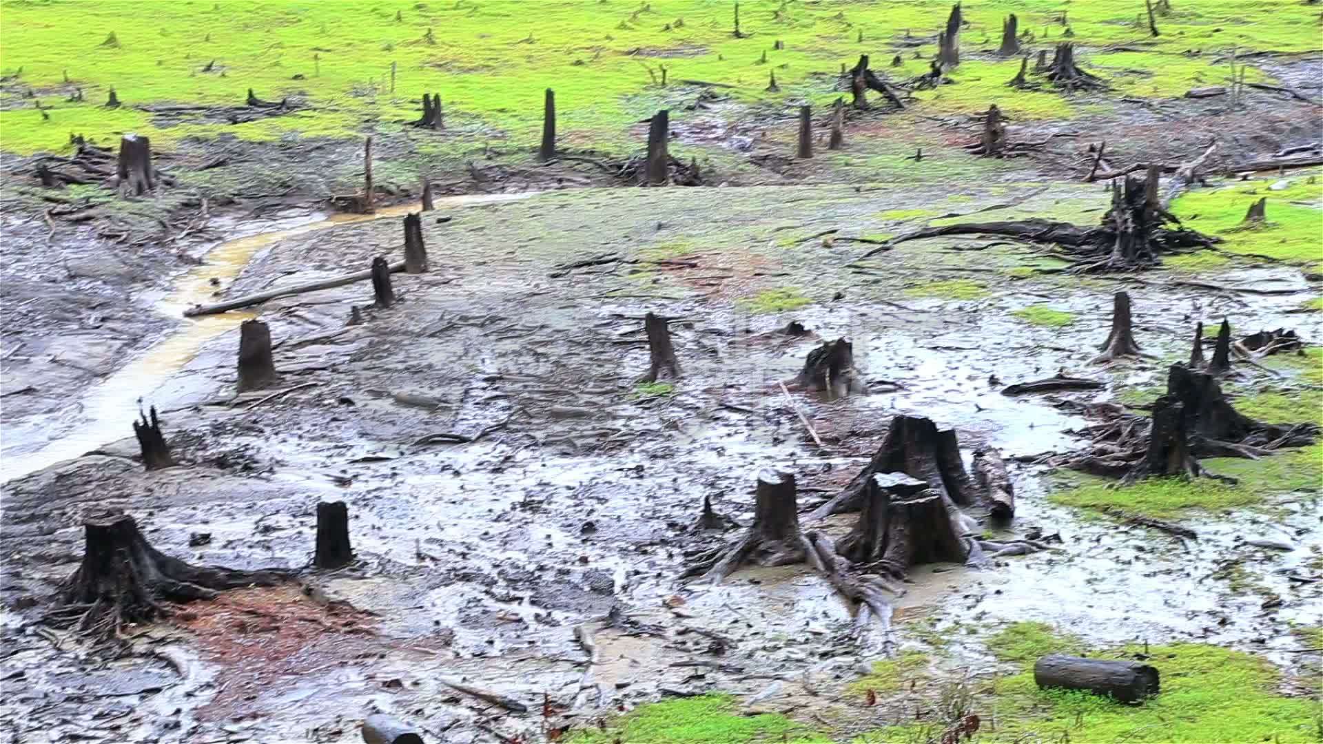 树木被砍伐后留下的树桩
