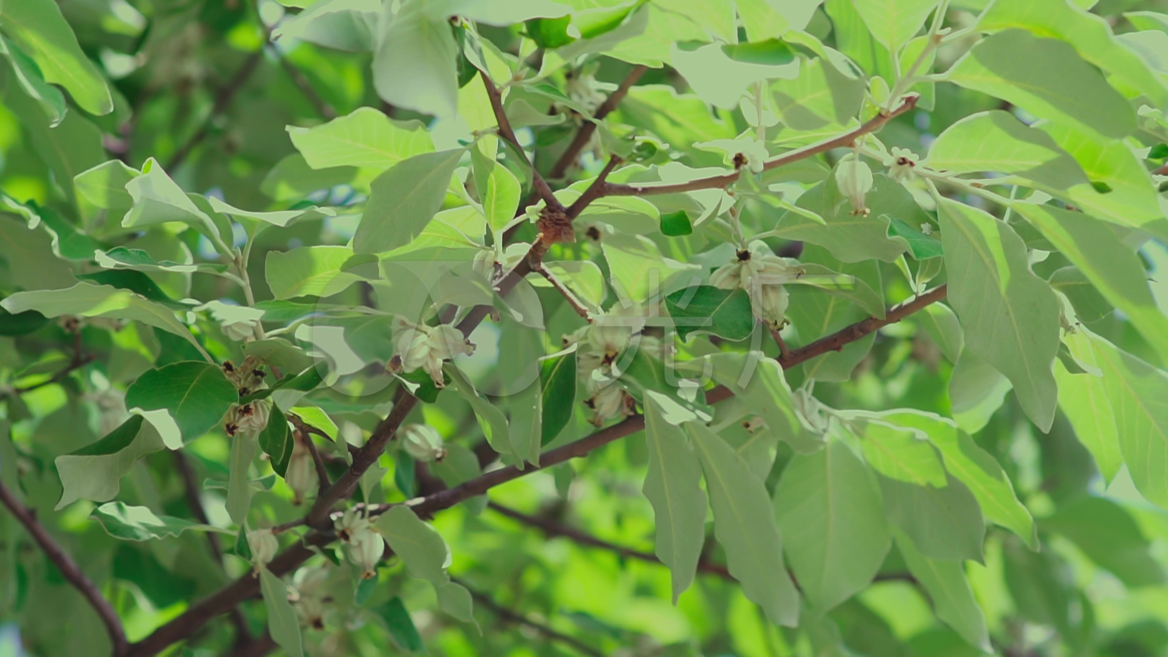 翅果油树