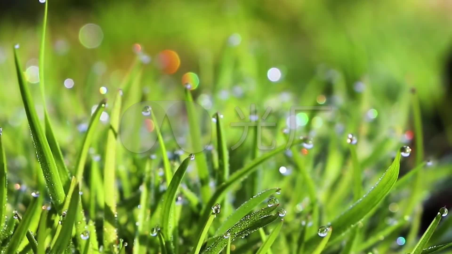 唯美小清新植物阳光树叶夏天夏至意境空镜头