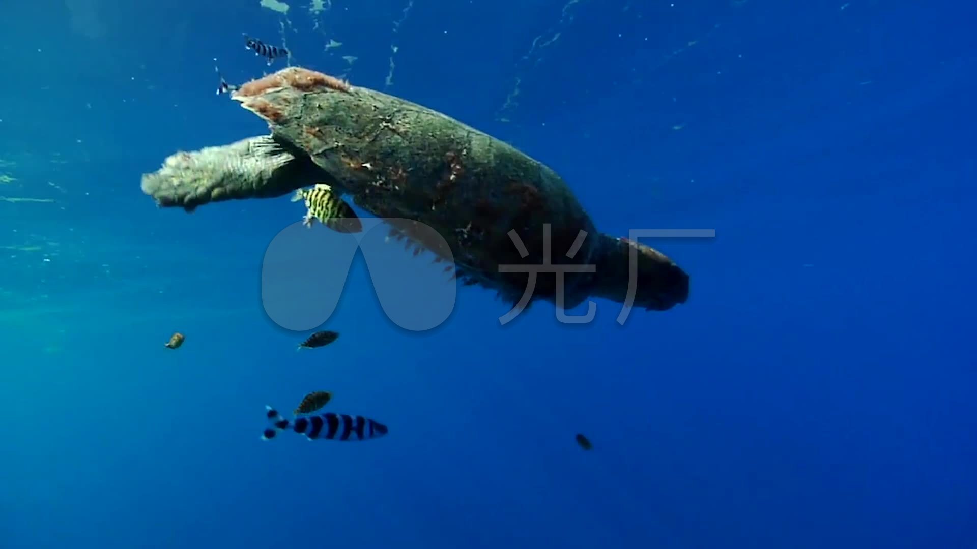 实拍海洋垃圾污染危害海洋生物环保