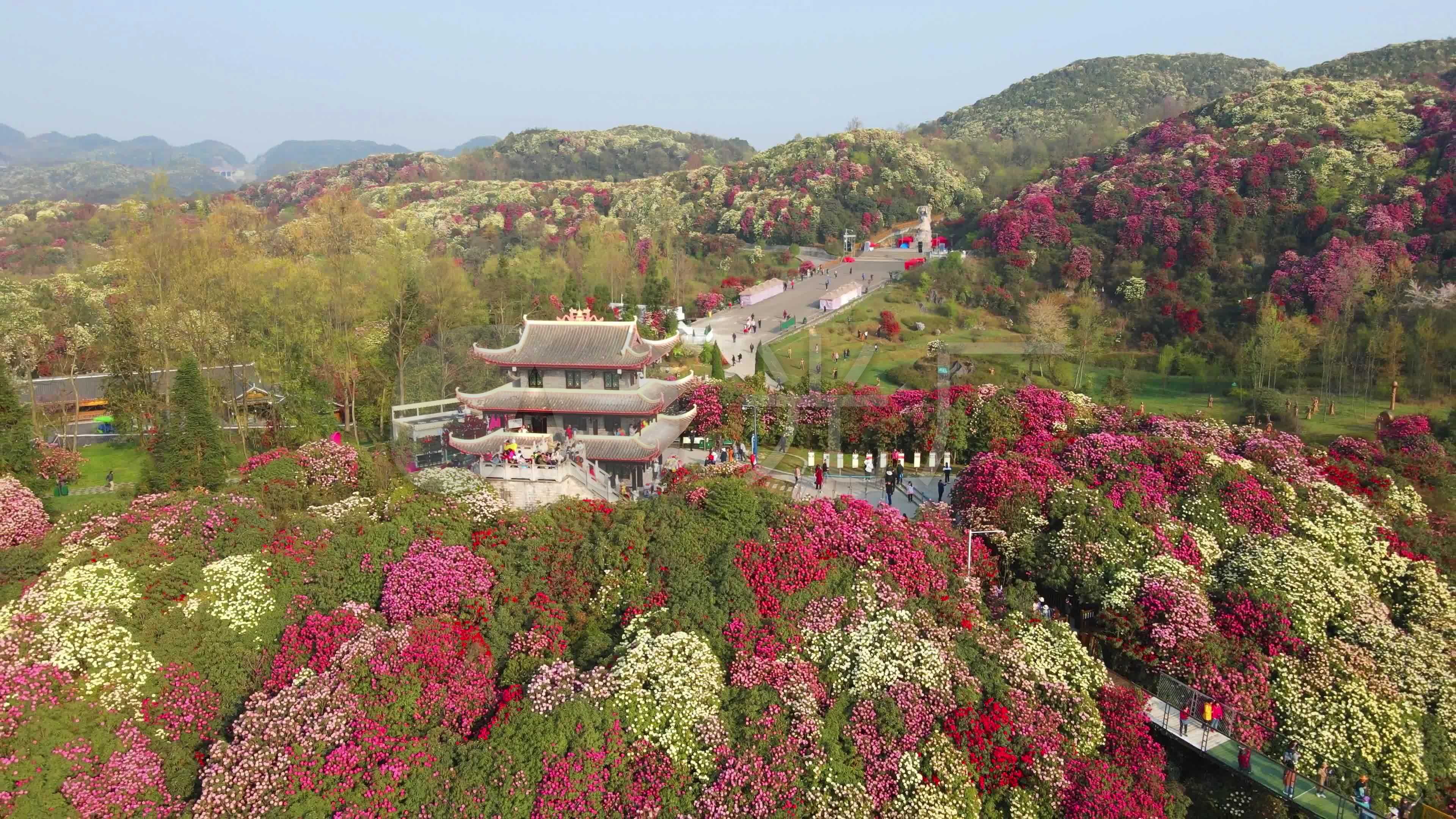 4k航拍春天贵州百里杜鹃景区杜鹃花盛