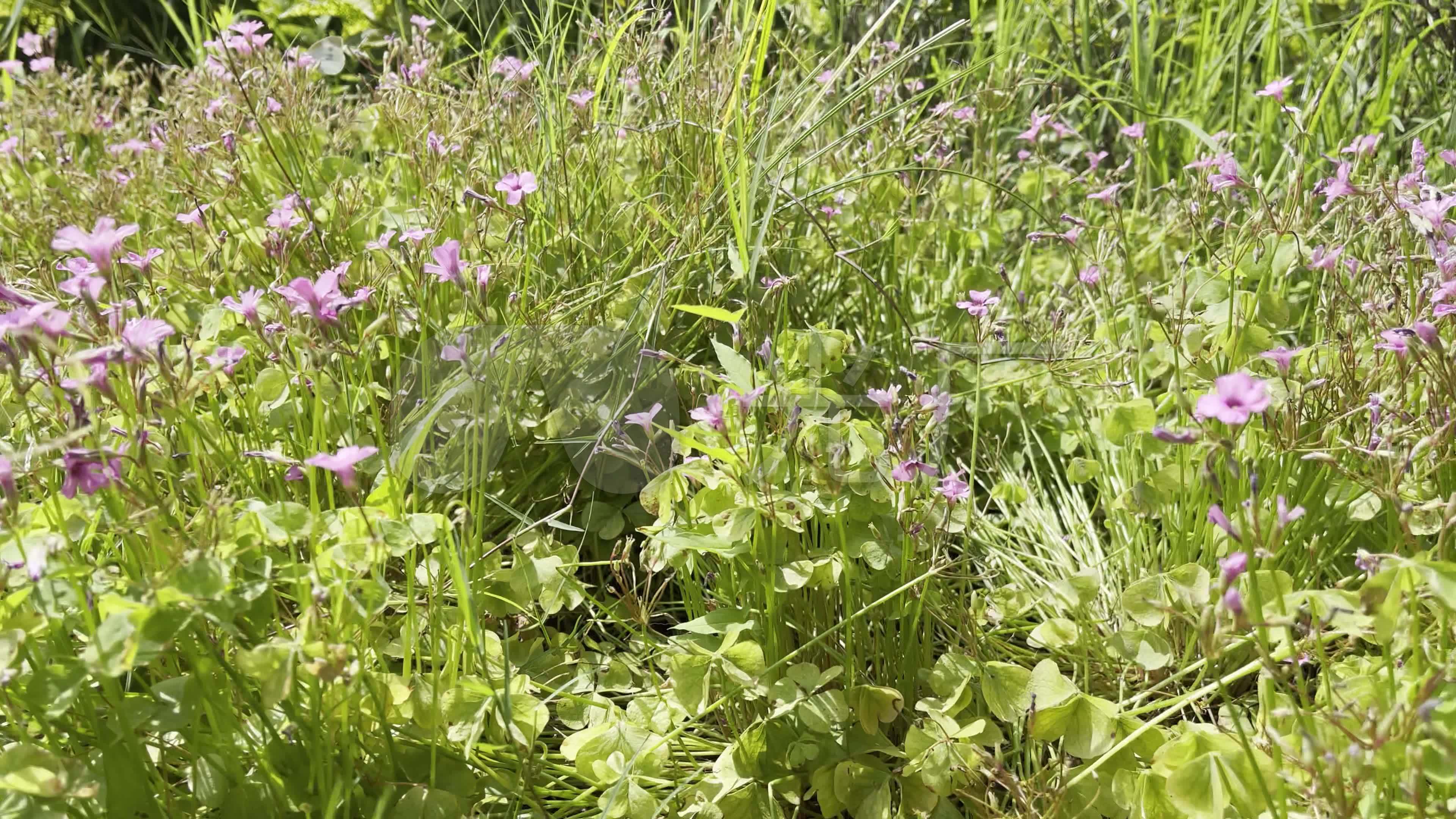 路边小野花阳光早晨鲜花