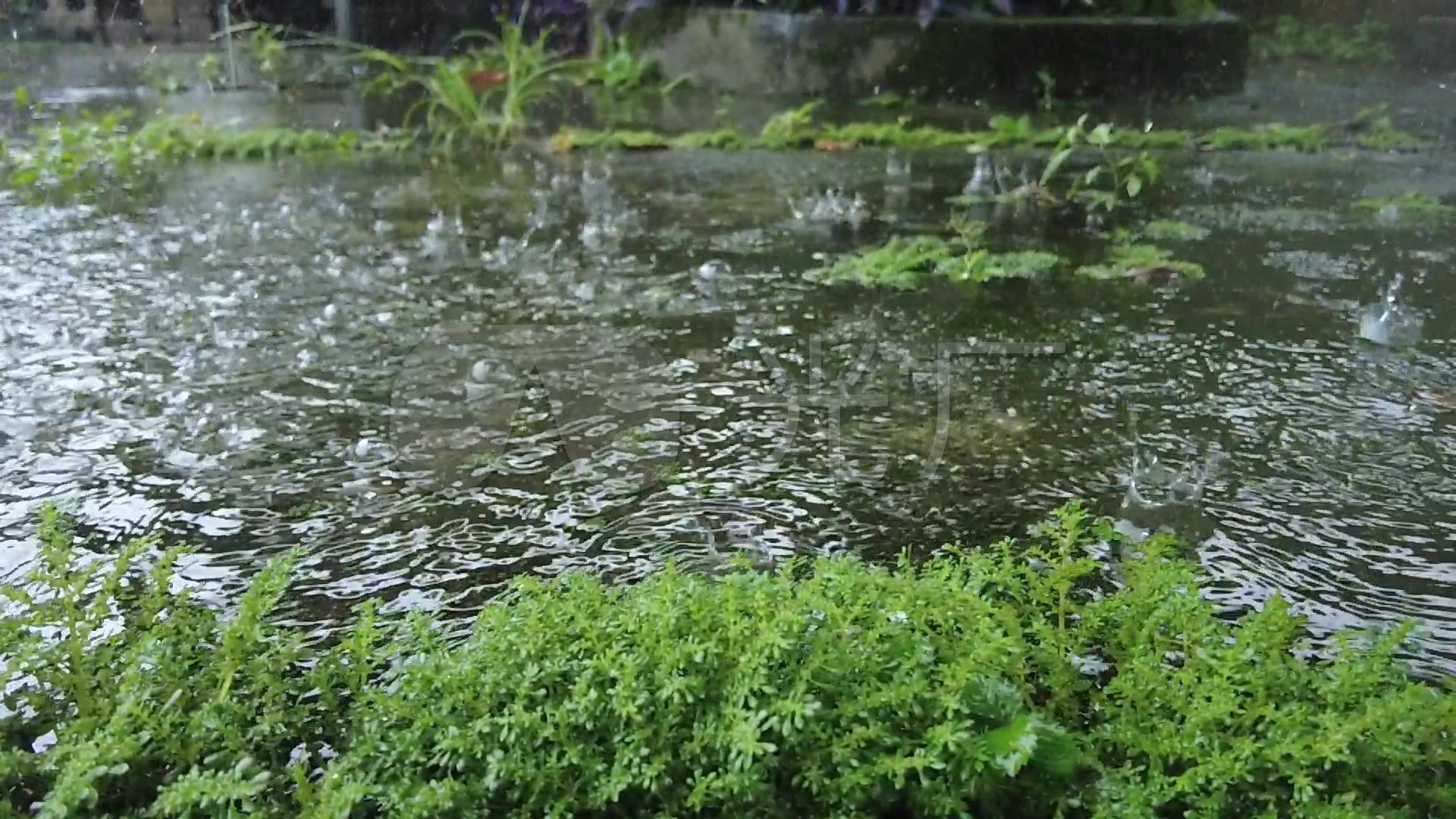 下雨 雨天 绿色 小清新 雨点 雨滴