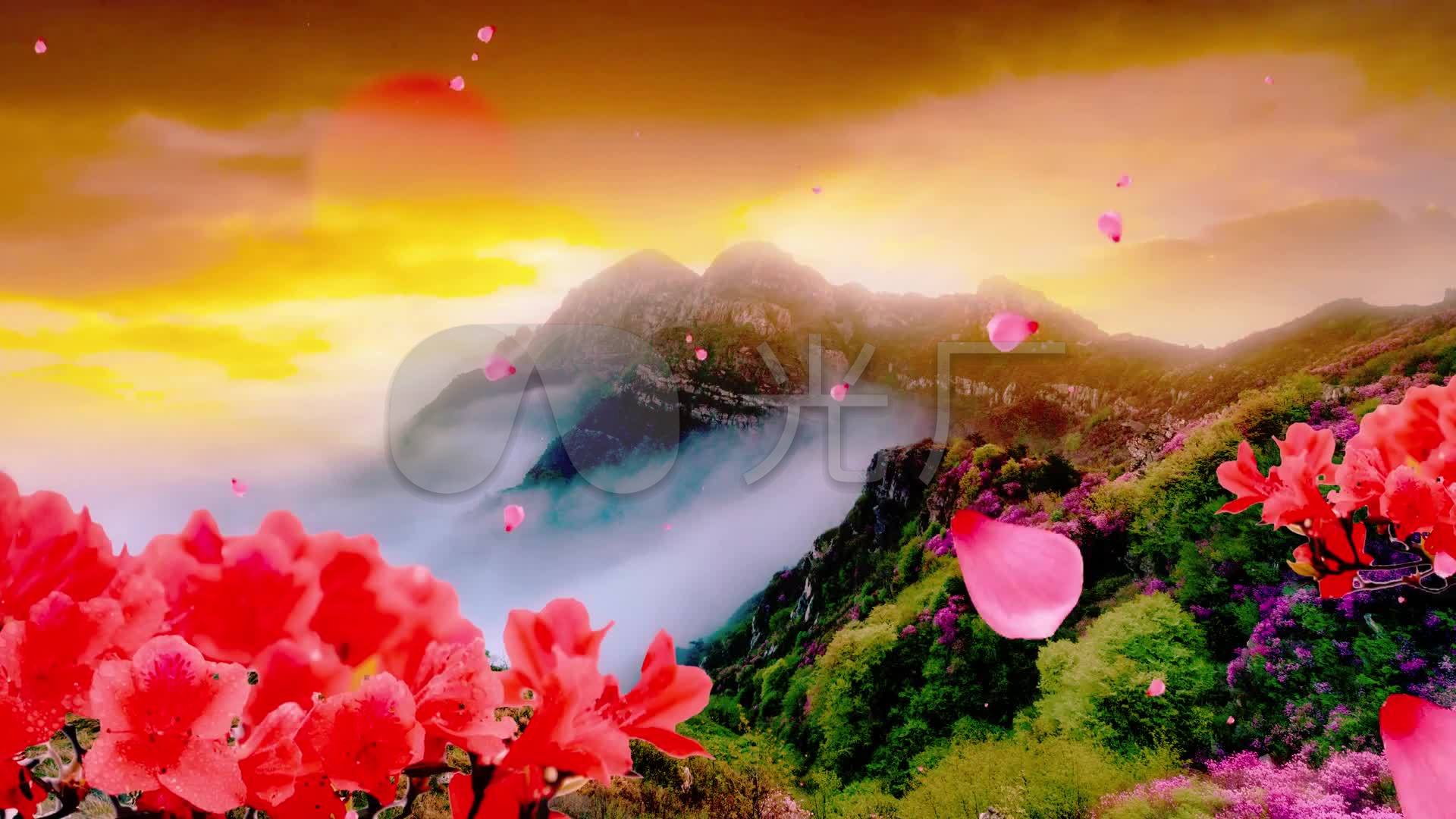 映山红背景视频_1920x1080_高清视频素材下载(编号:)