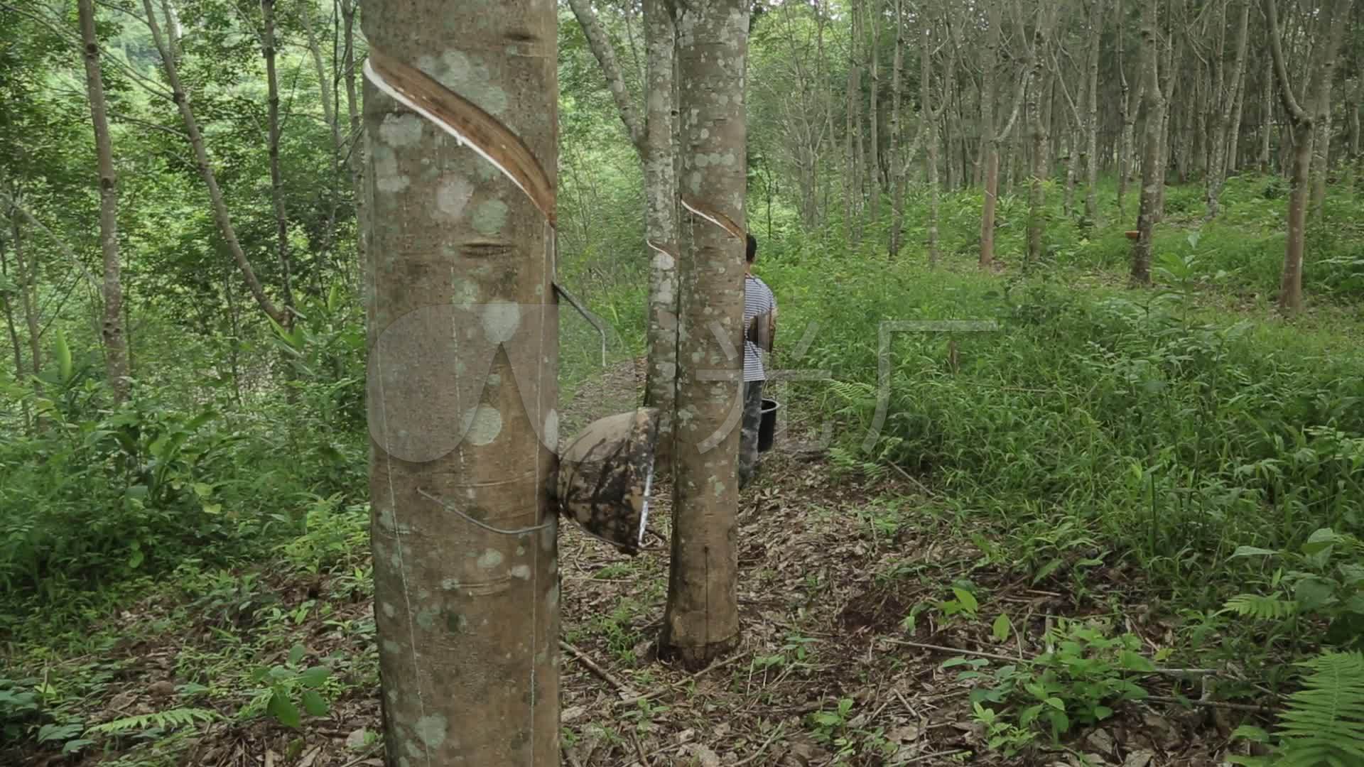 橡胶树橡胶林工人割胶收胶_1920x1080_高清视频素材下载(编号:6068461