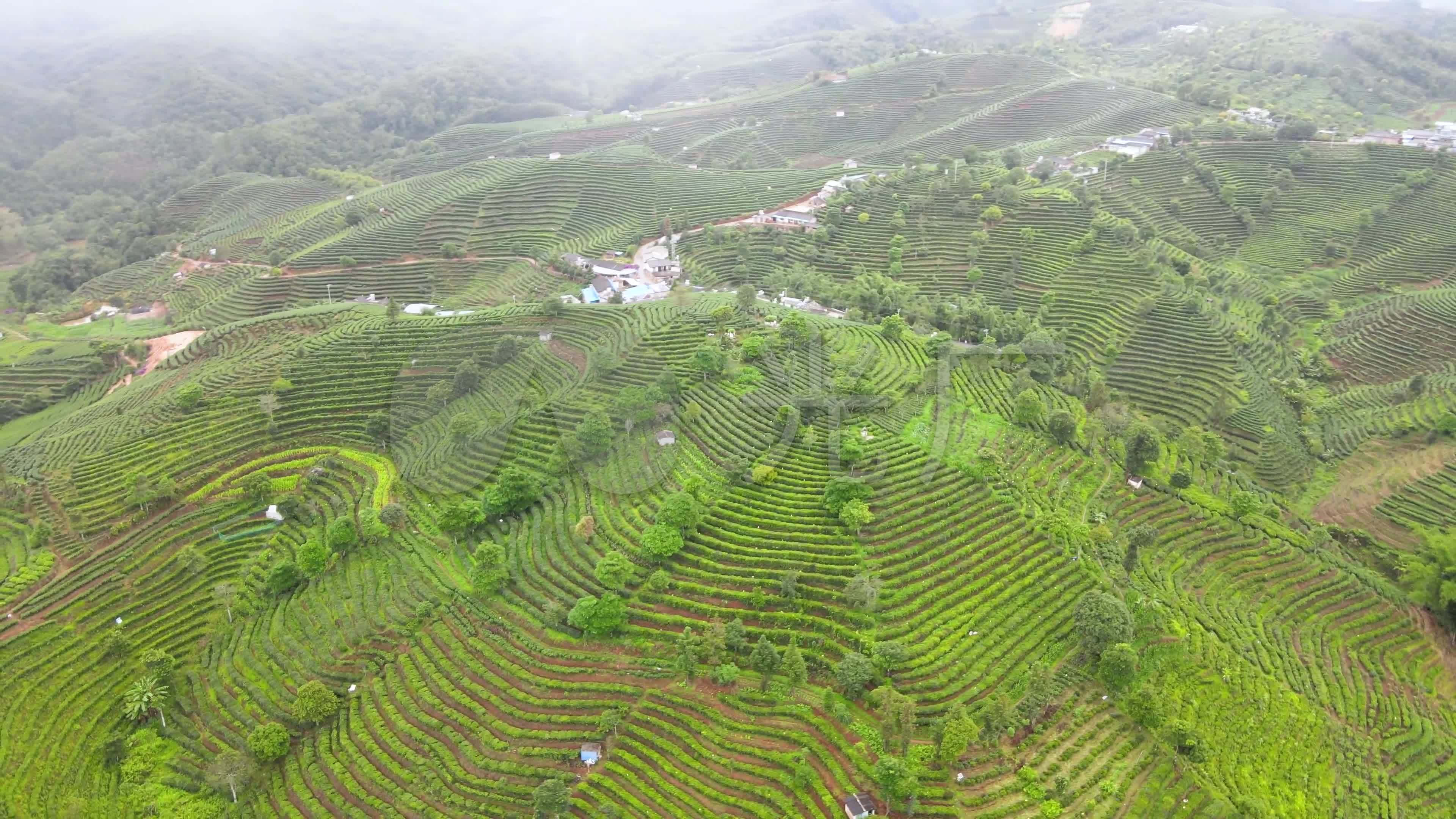 4k航拍普洱万亩茶园