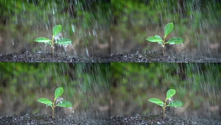 给庄稼植物幼苗浇水