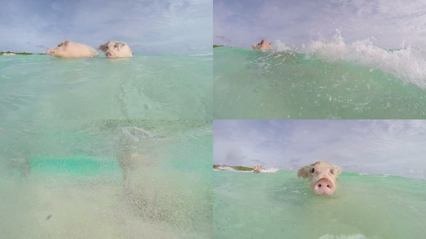 水里游泳的猪