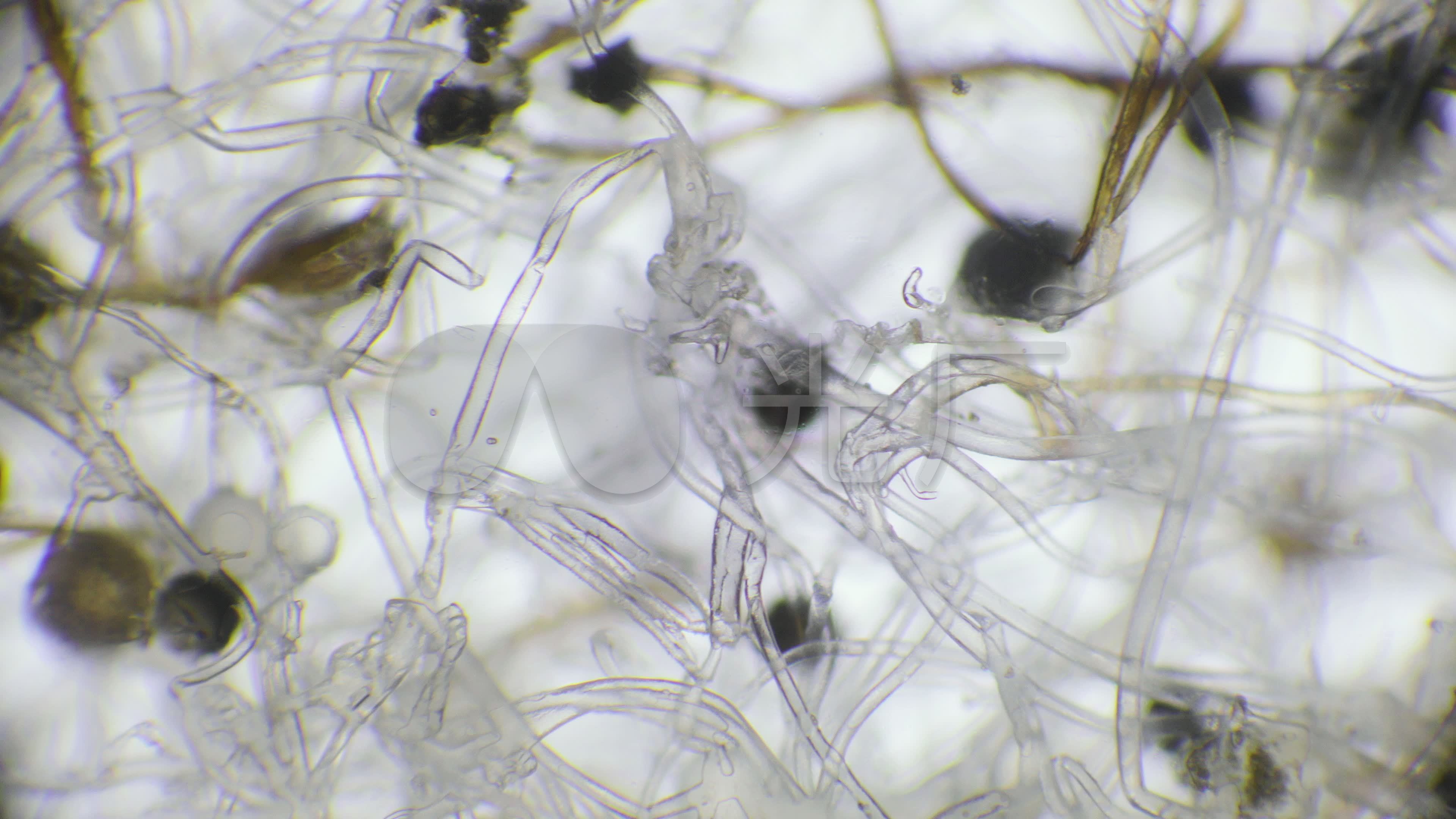 显微镜下的霉菌_3840x2160_高清视频素材下载(编号:6074956)_实拍视频