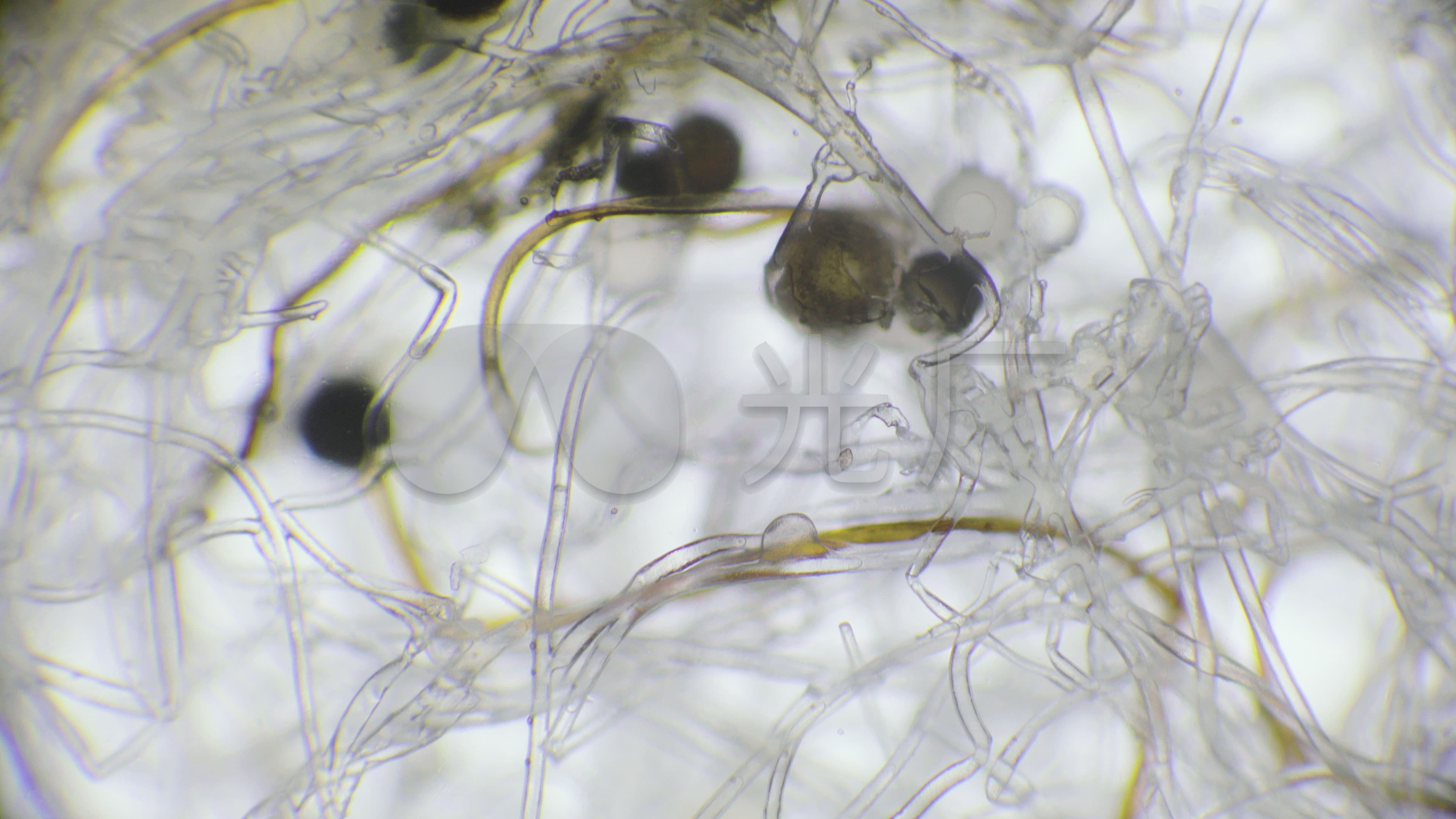 显微镜下的霉菌_3840x2160_高清视频素材下载(编号:)
