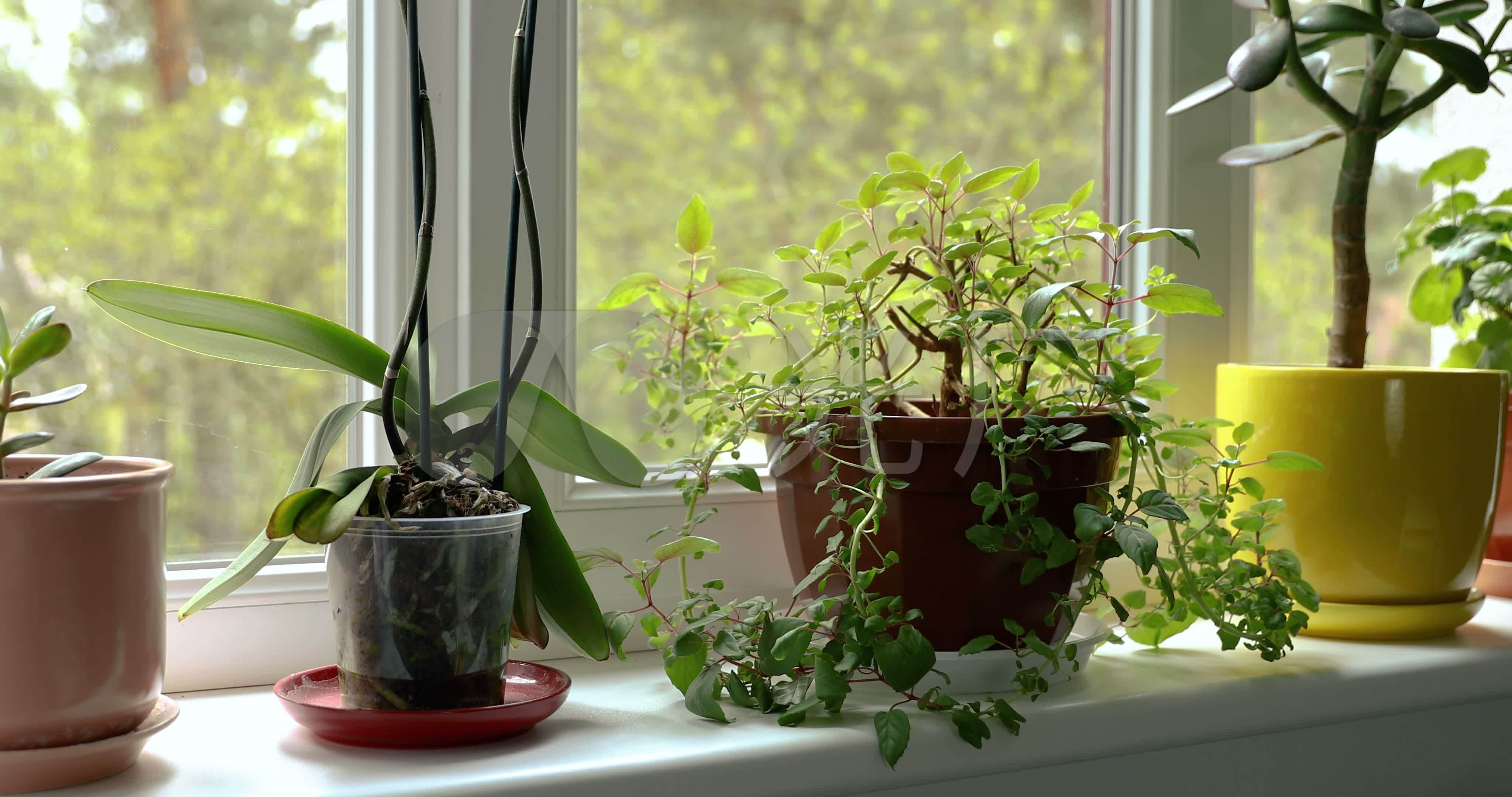 窗台上的室内盆栽