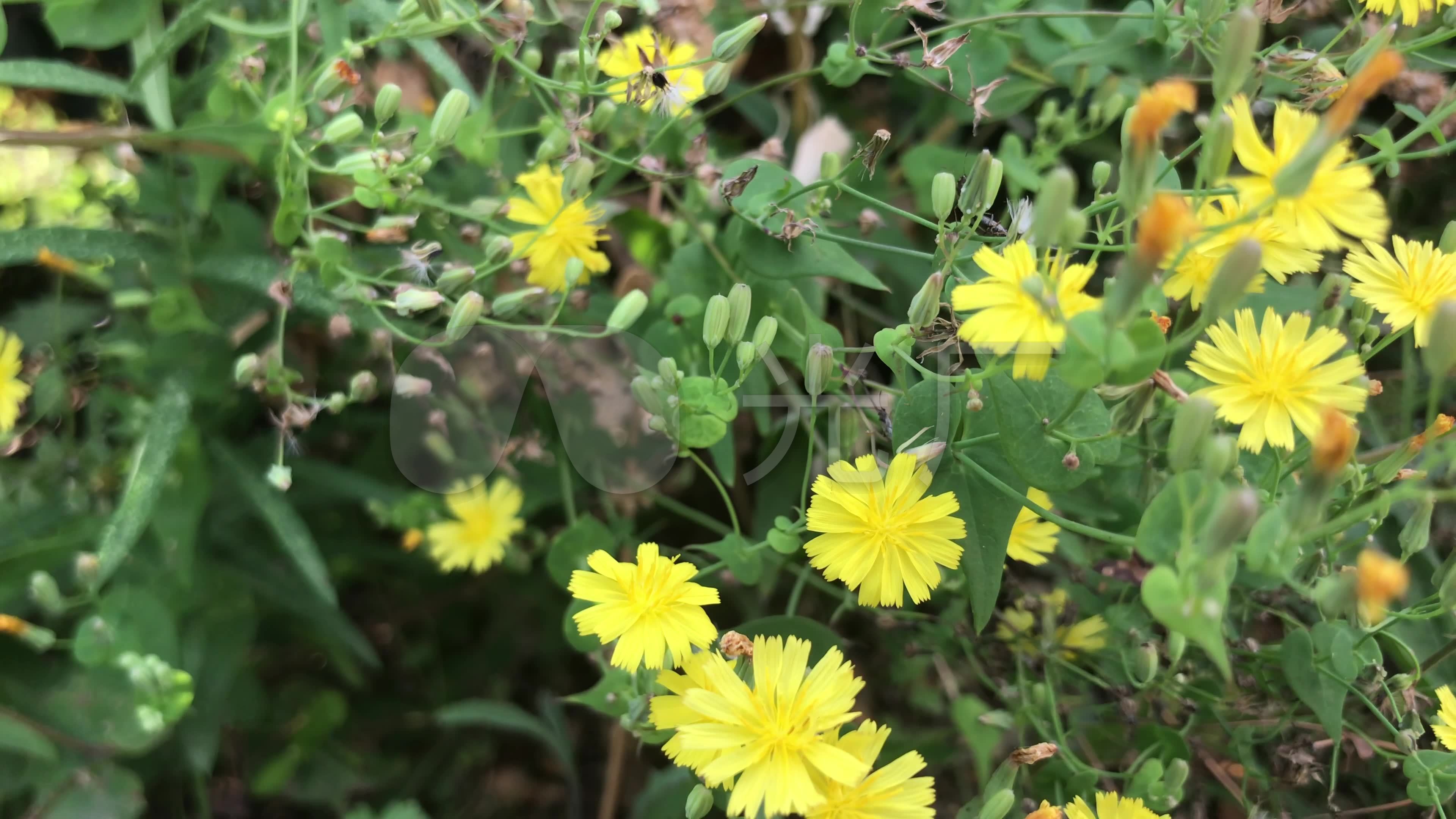 实拍野地野草植物小黄花4k视_3840x2160_高清视频素材下载(编号