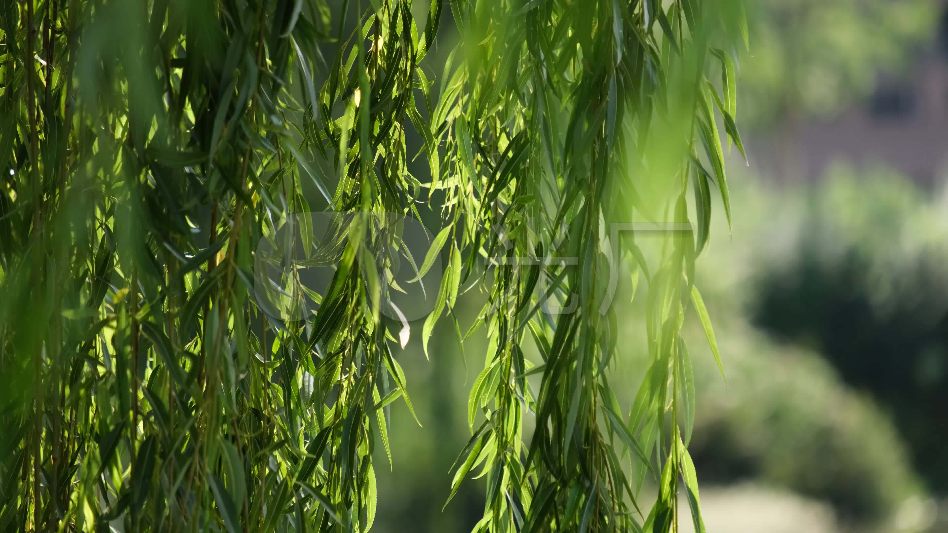 柳树杨柳