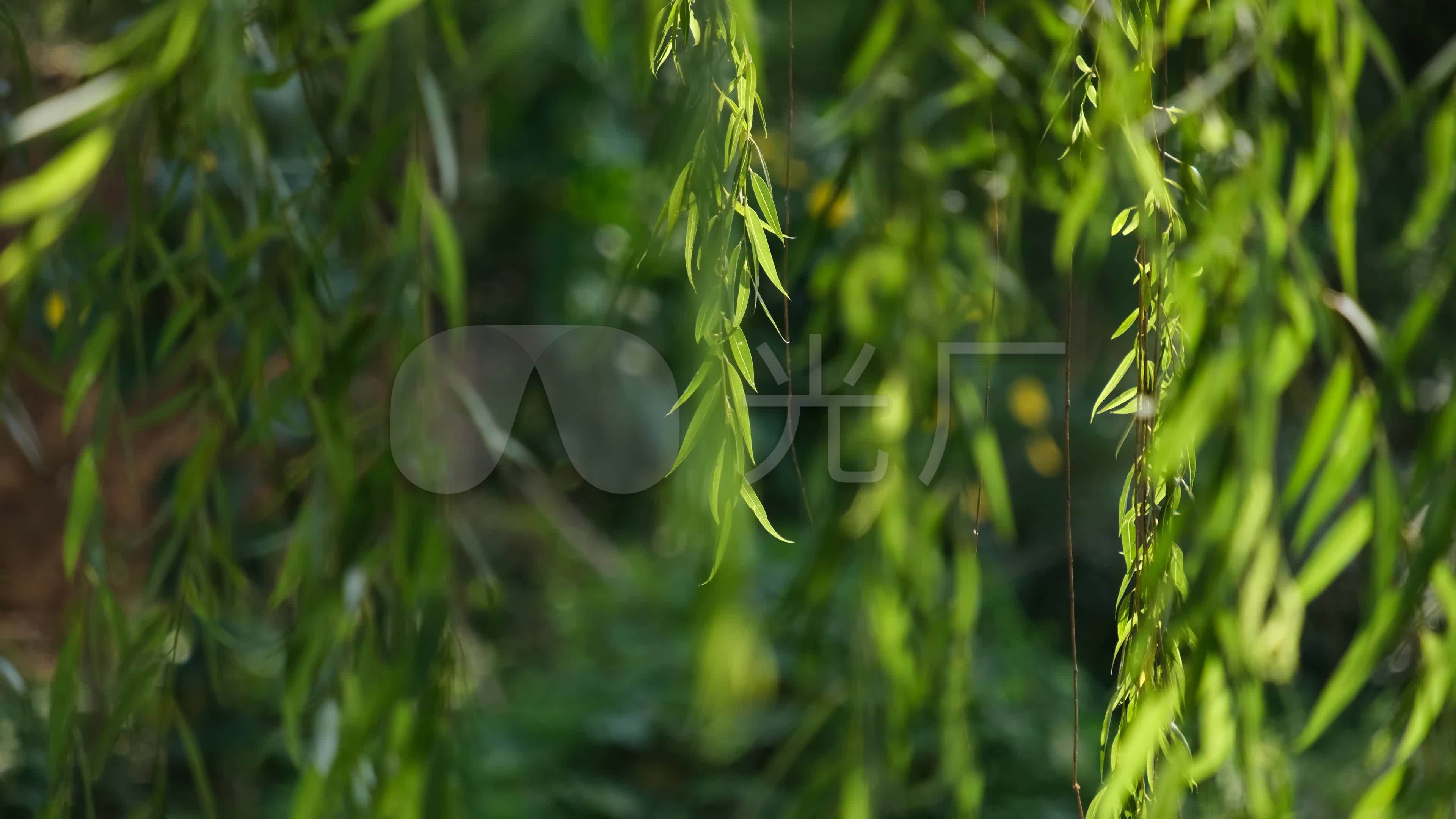 柳树杨柳