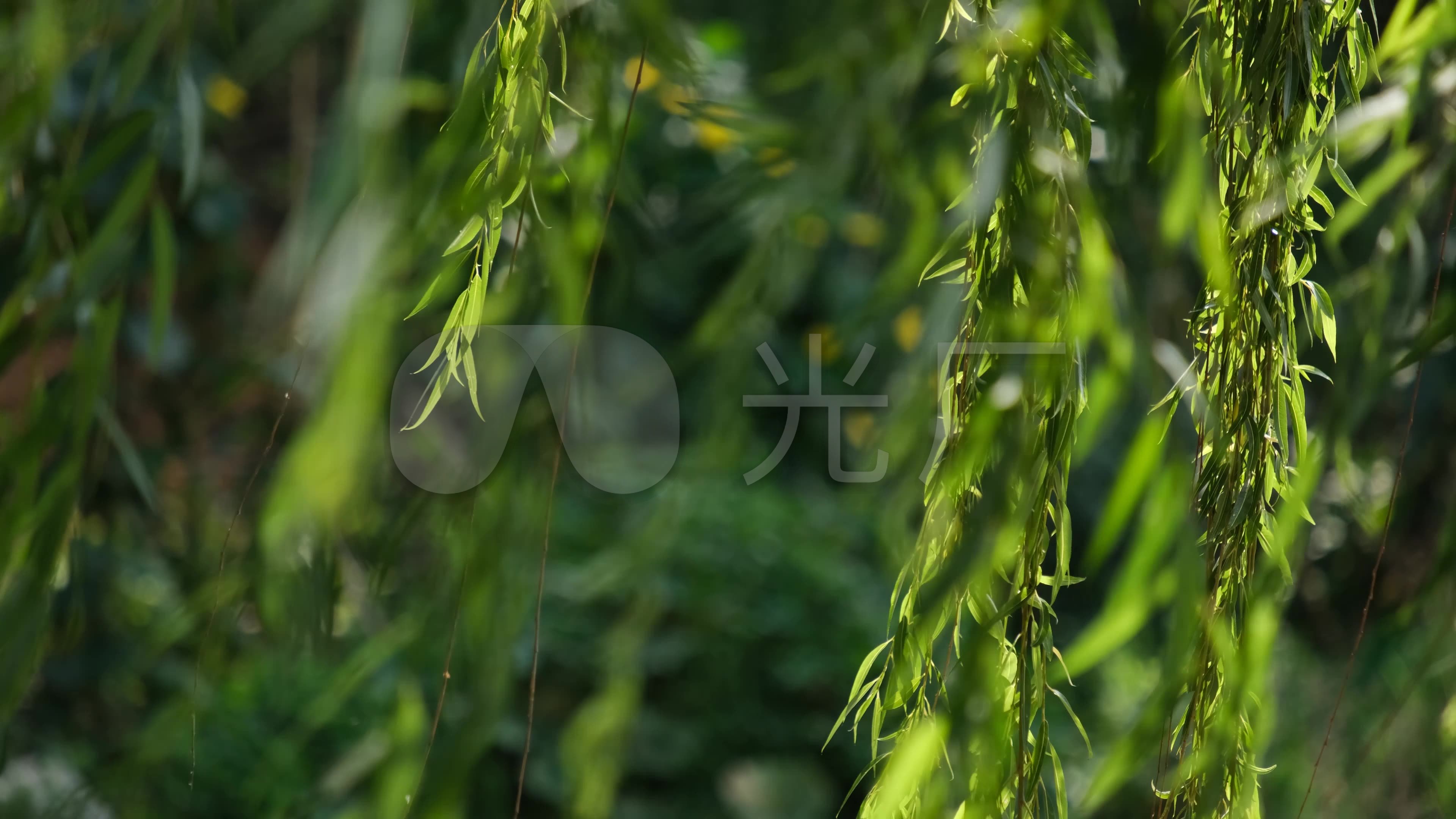 柳树杨柳