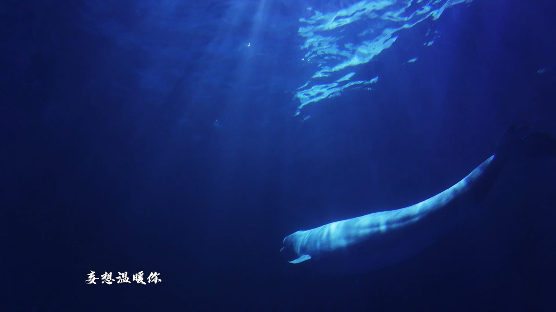 《海底》一支榴莲