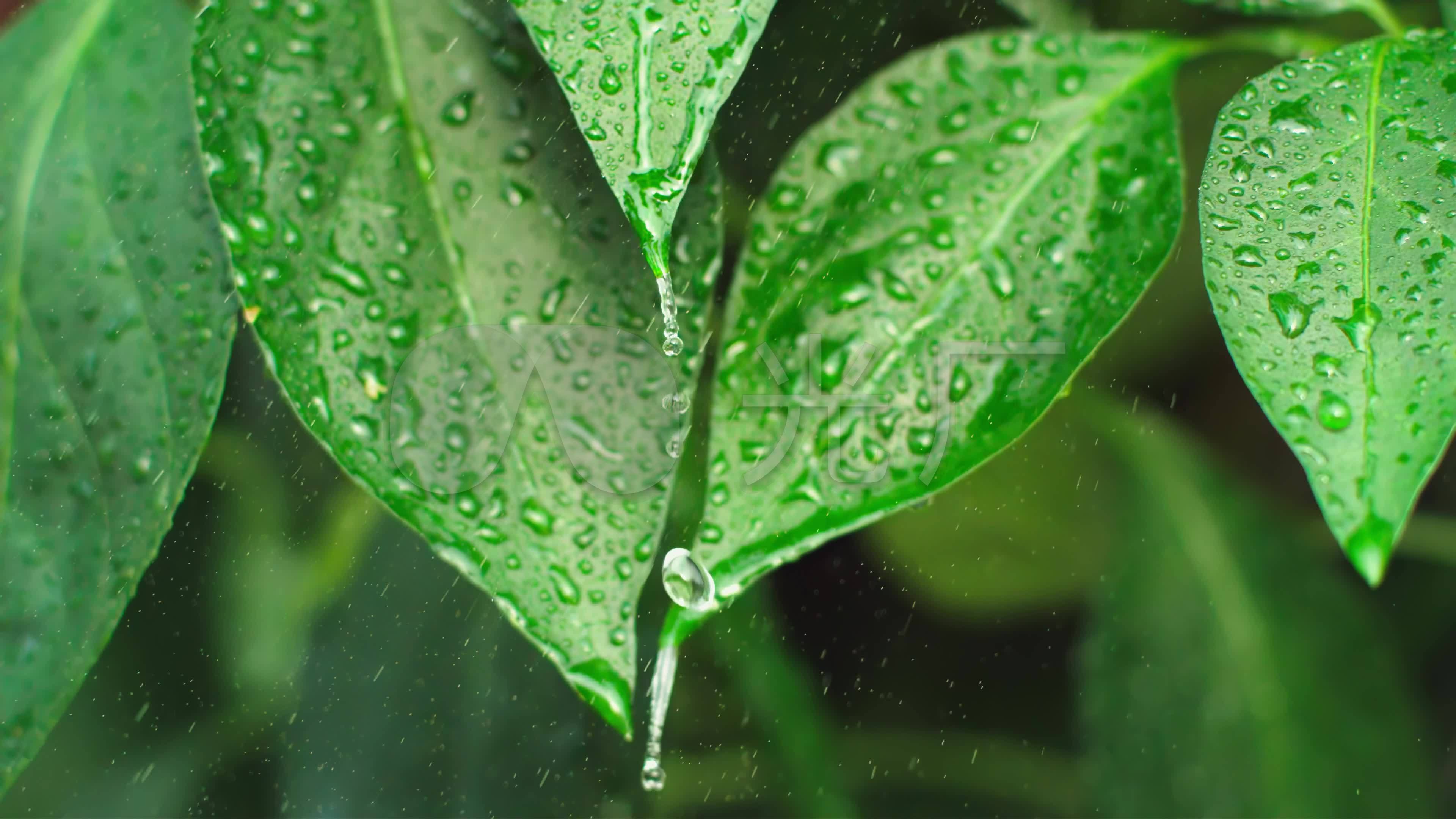 水滴滴水大自然绿色树叶雨滴