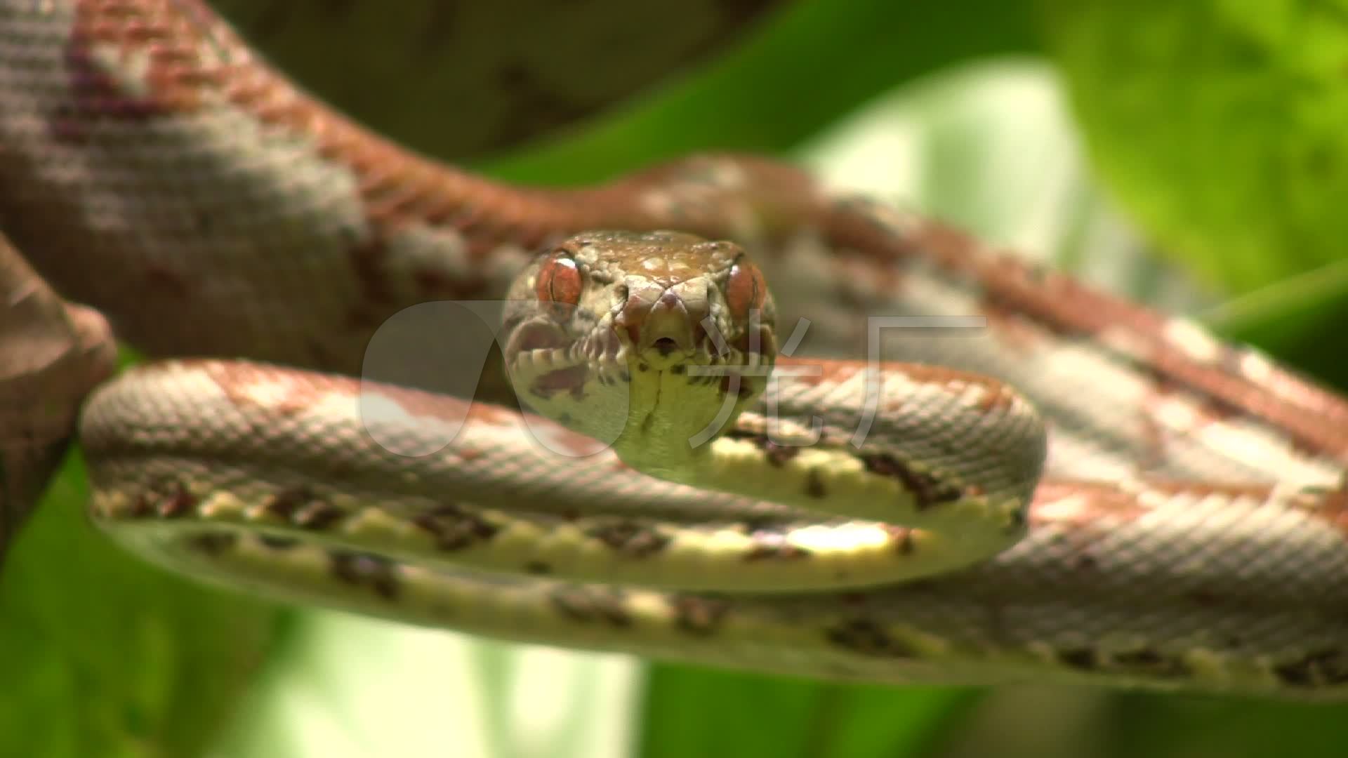 亚马逊树蟒蛇_1920x1080_高清视频素材下载(编号:)