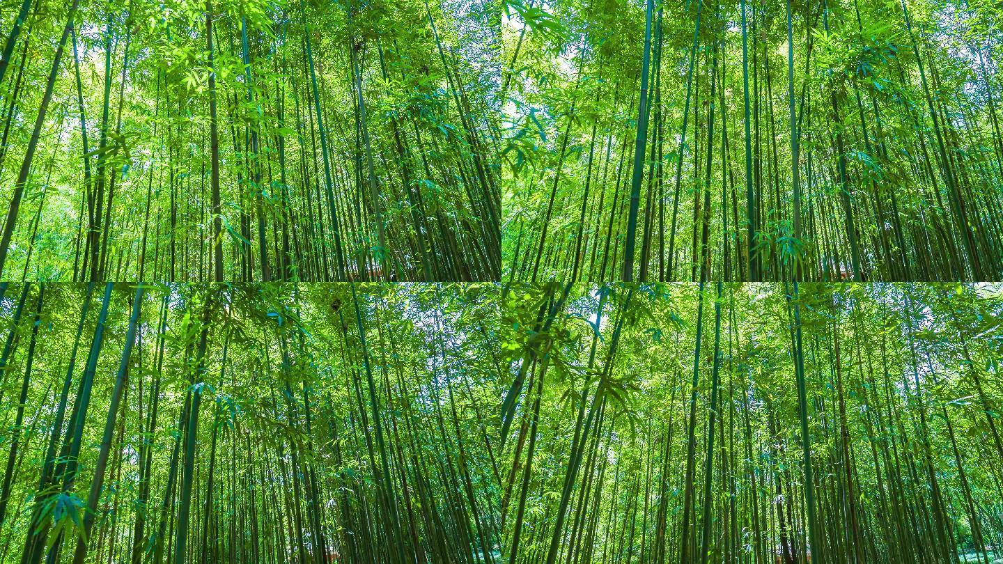 视频素材 实拍视频 自然风景 唯美阳光竹林 声明水印不代表署名仅用于