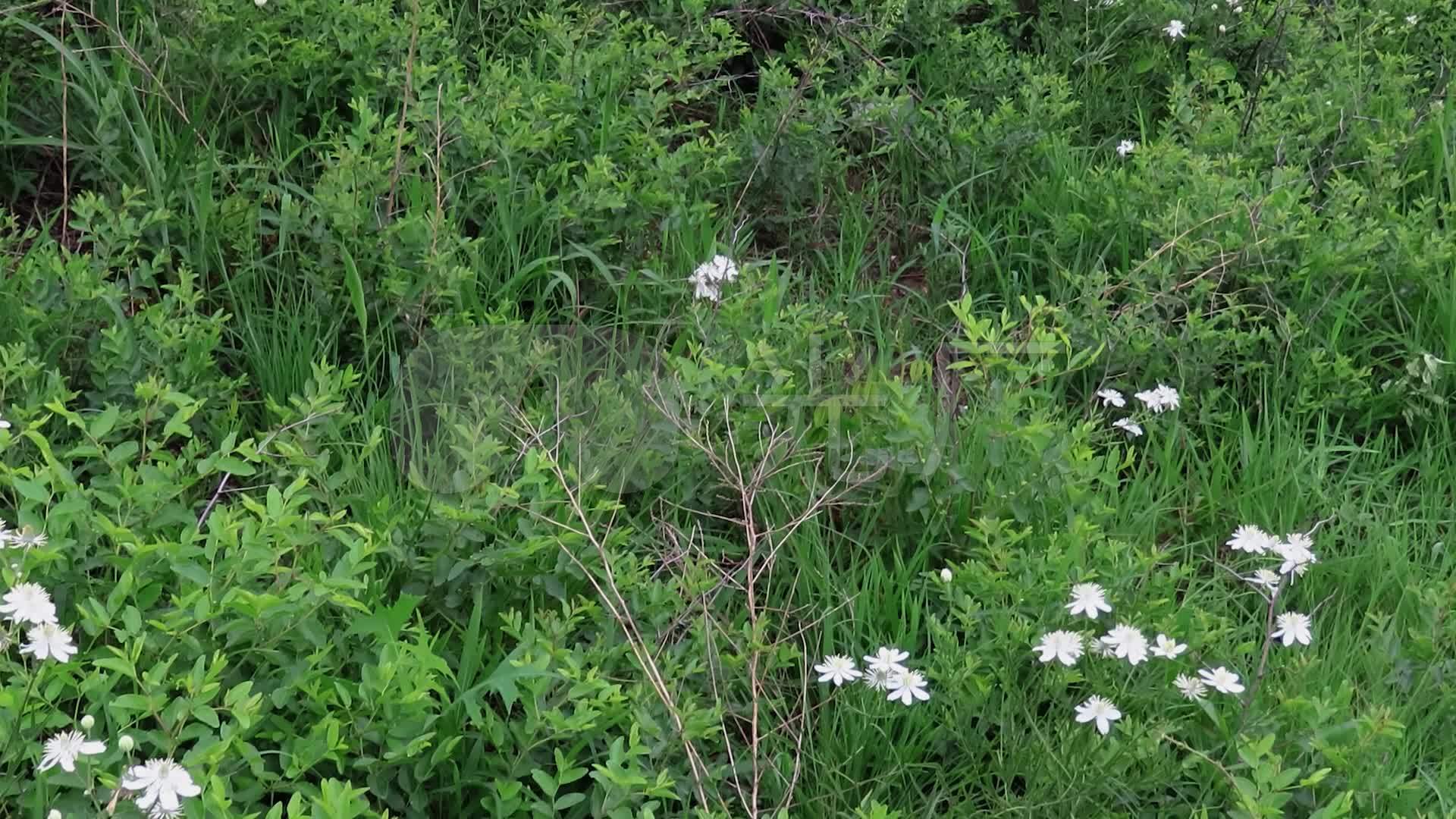 荒野白花-棉团铁线莲_1920x1080_高清视频素材下载(编号:6094924)