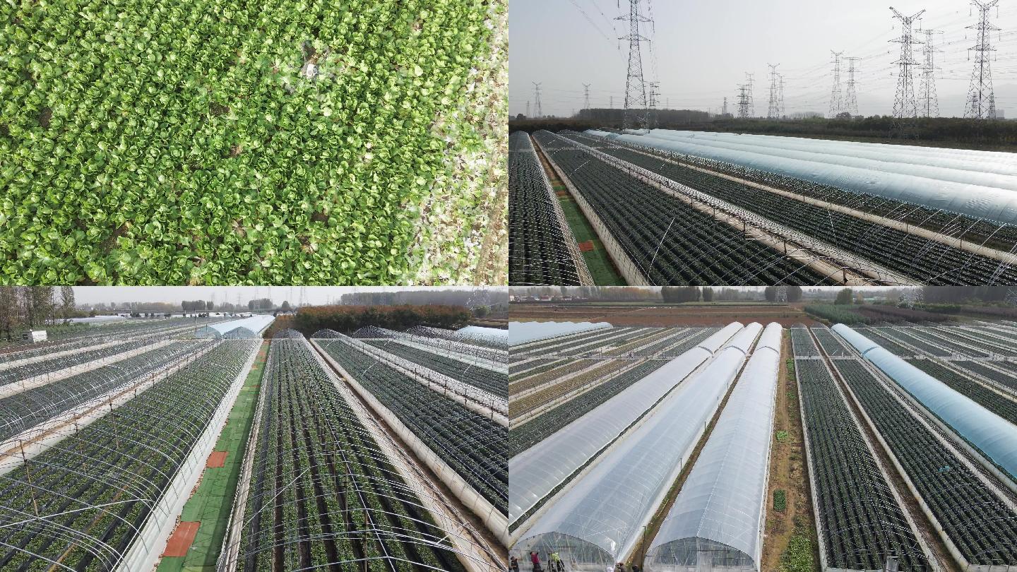菜地蔬菜大棚农业种植多镜头航拍4k