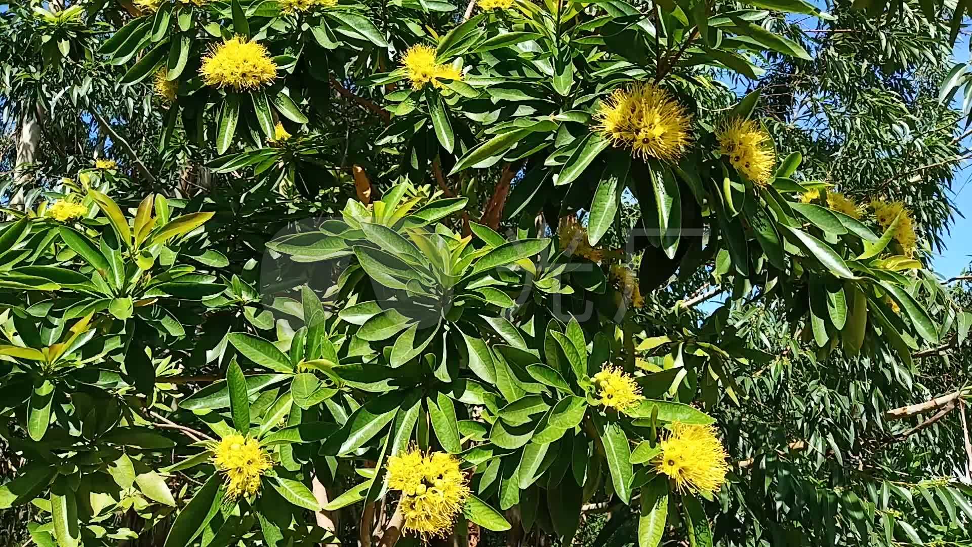 板栗板栗树板栗花