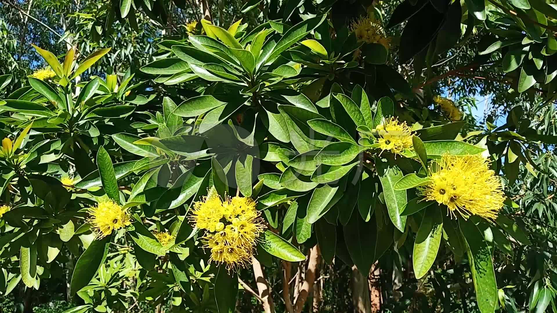 板栗板栗树板栗花_1920x1080_高清视频素材下载(编号