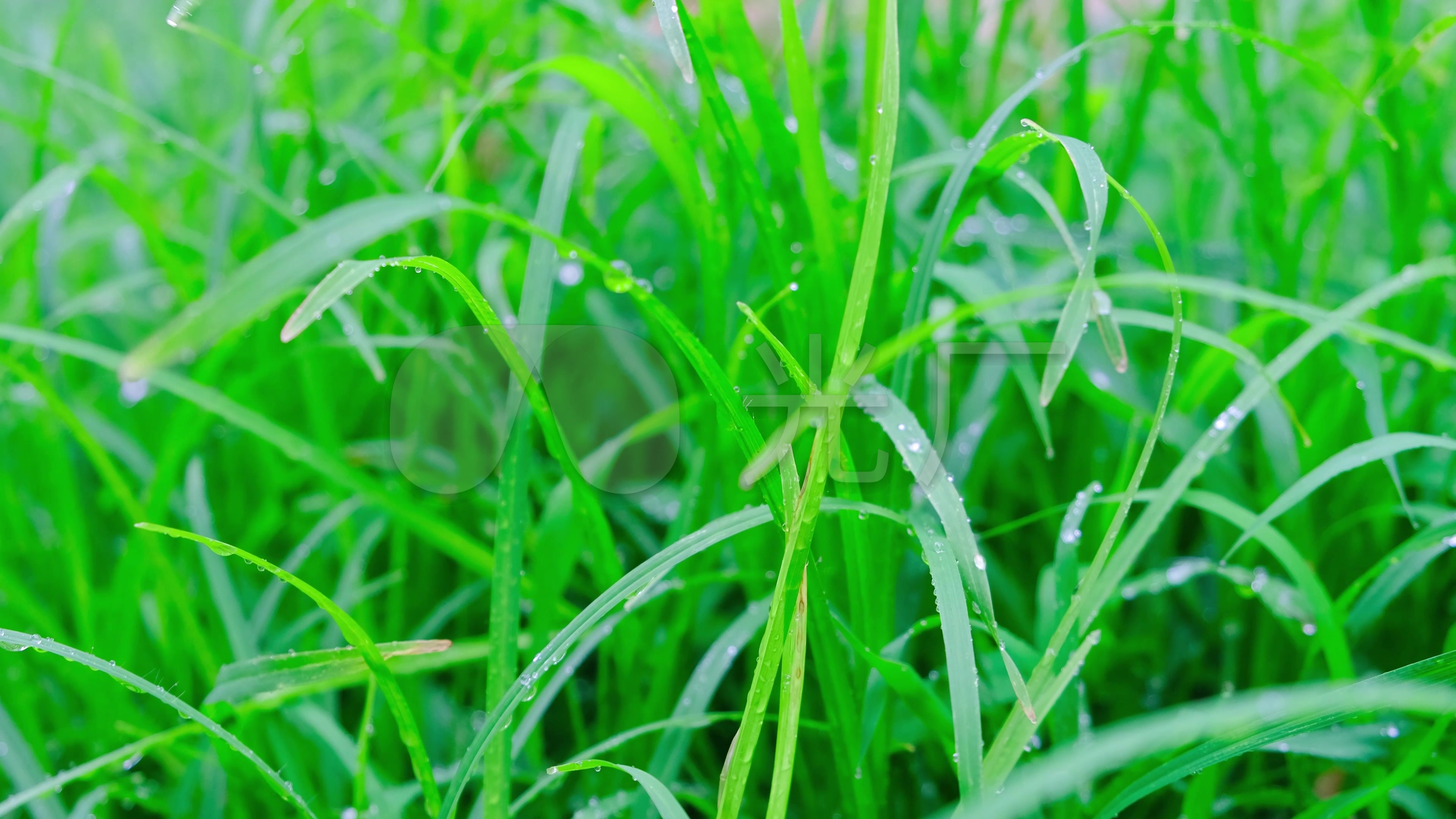 绿草上的露珠