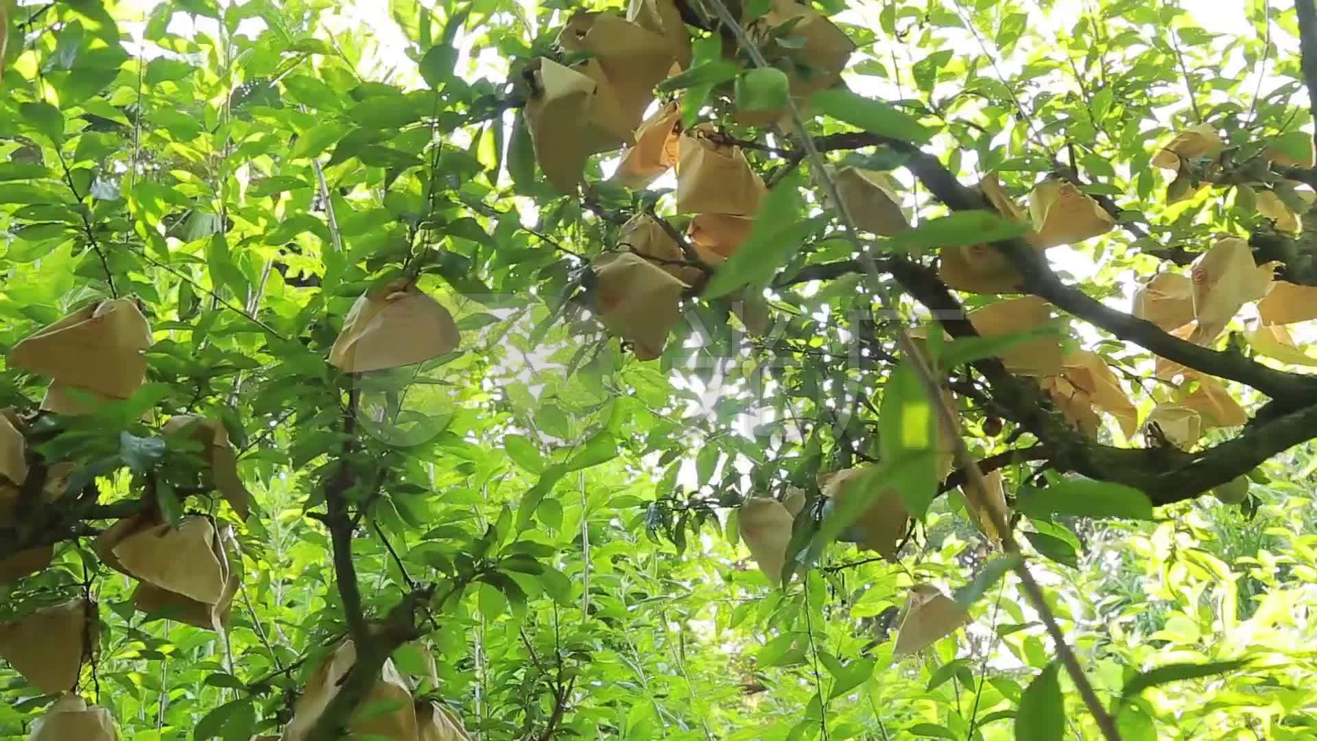 黄金奈李种植基地山区高山水果种植园诱人果_1920x