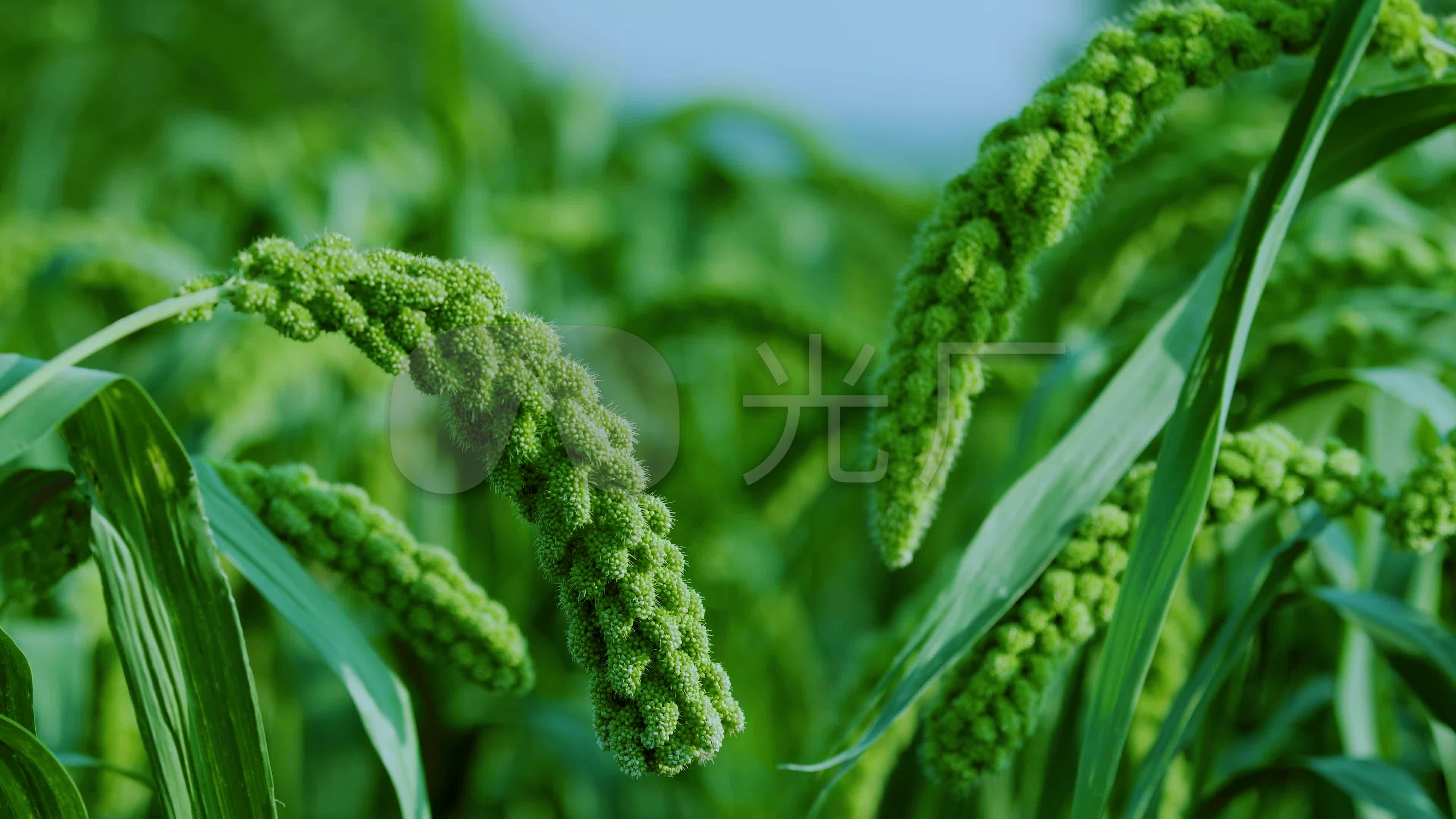 农村种植稻谷北方谷子小米麦穗植物农业宣传_视频素材包下载(编号