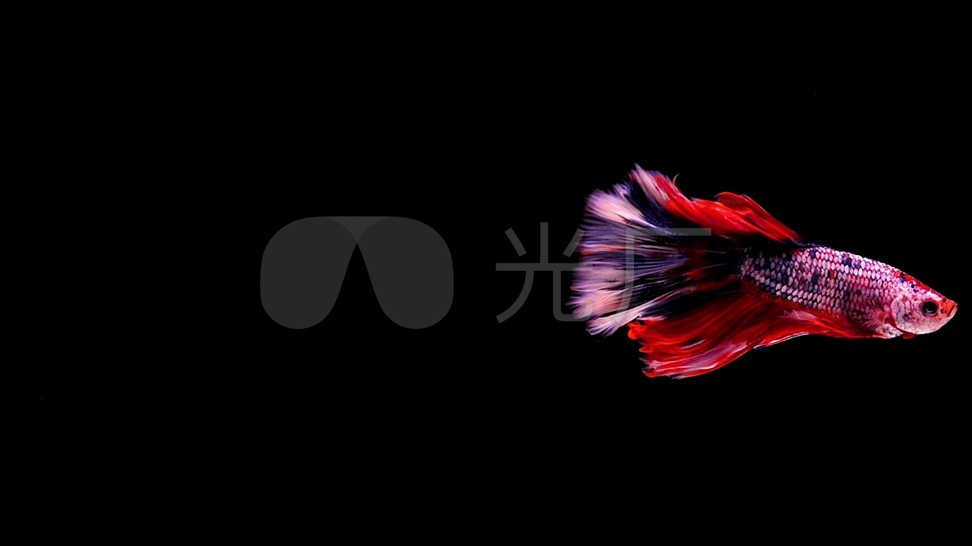 暹罗斗鱼,贝塔鱼在黑色背景的移动时刻