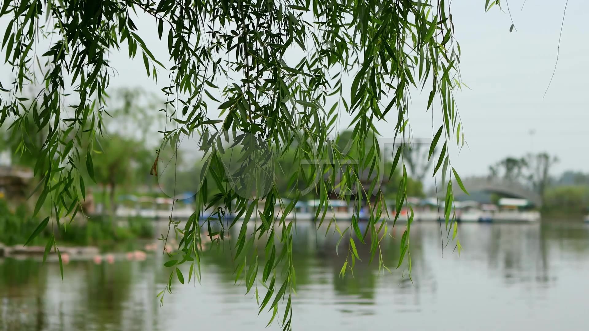 湖边的柳树柳叶