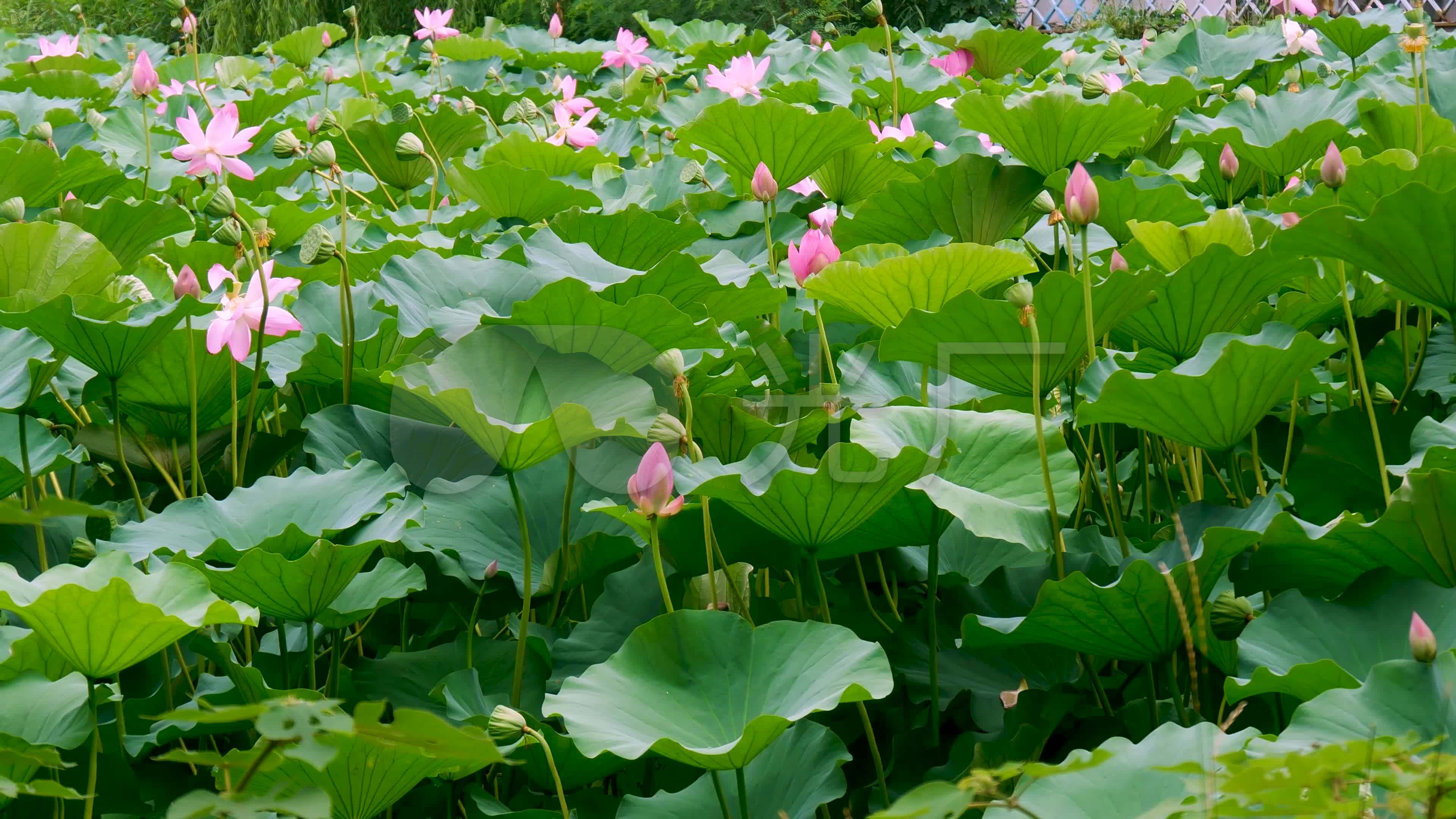 荷花池塘盛开