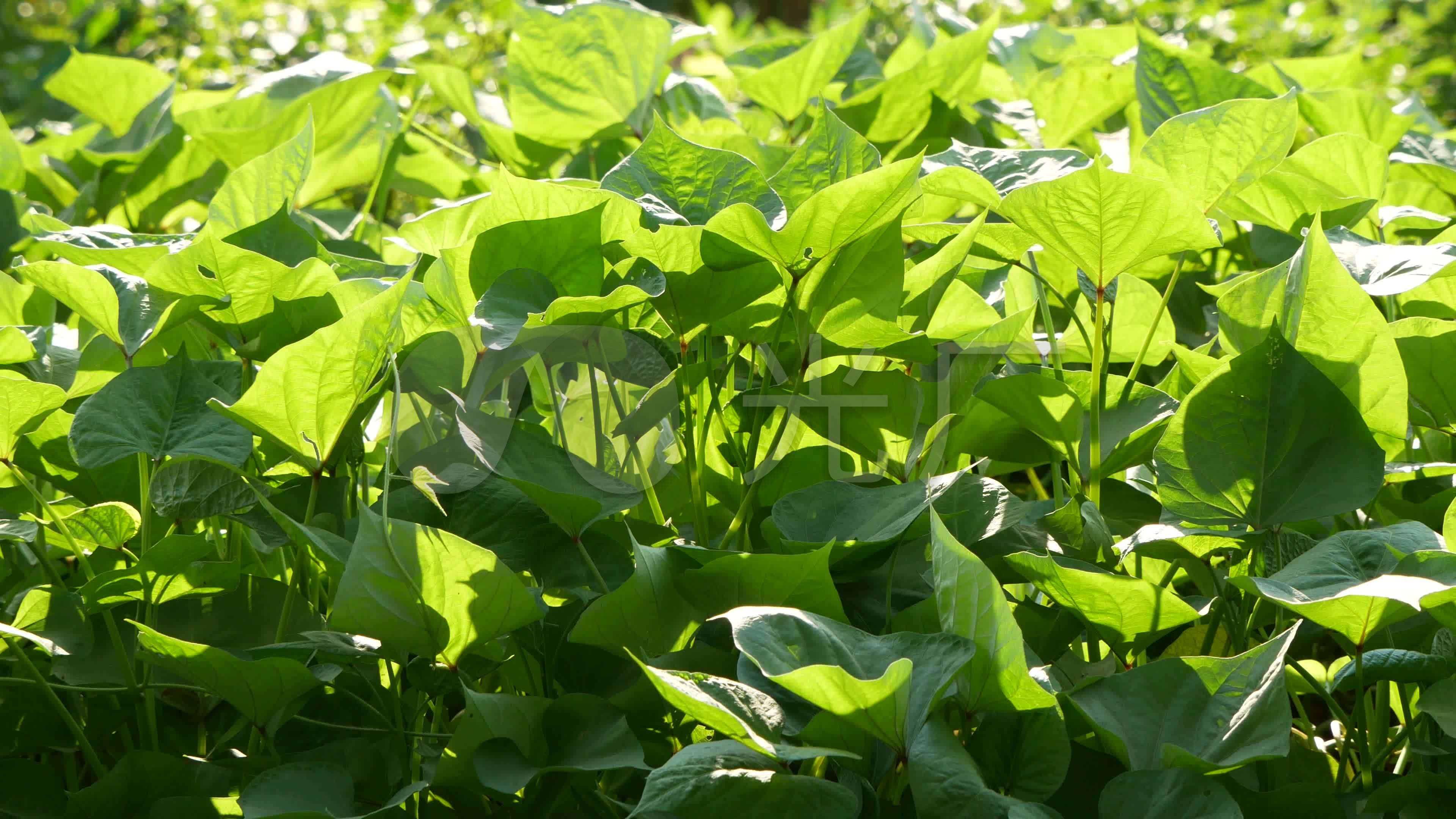 红薯种植_番薯地_甘薯_3840x2160_高清视频素材下载(编号:6192416)