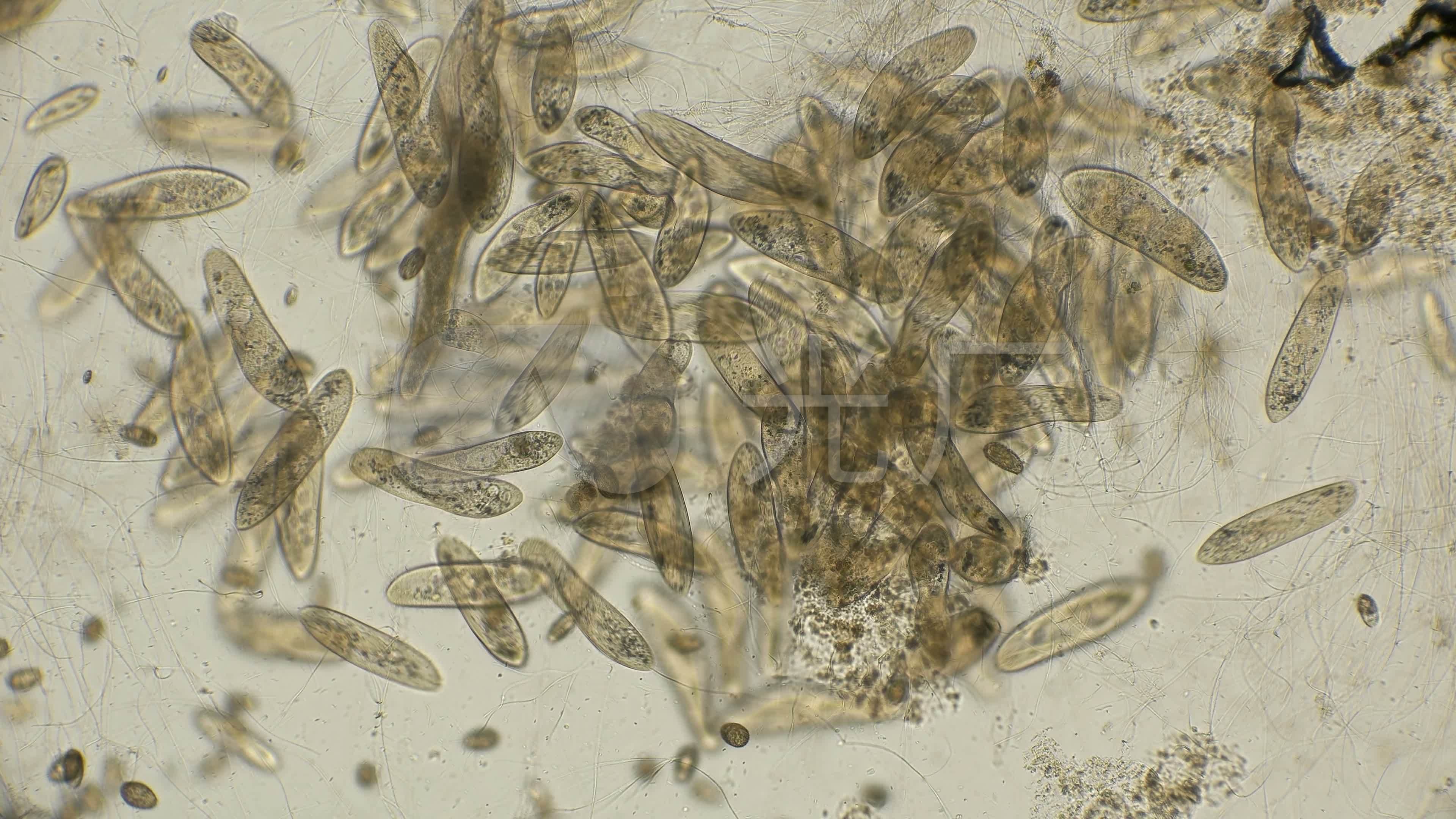 显微镜下的大菌落副滴虫_3840x2160_高清视频素材下载