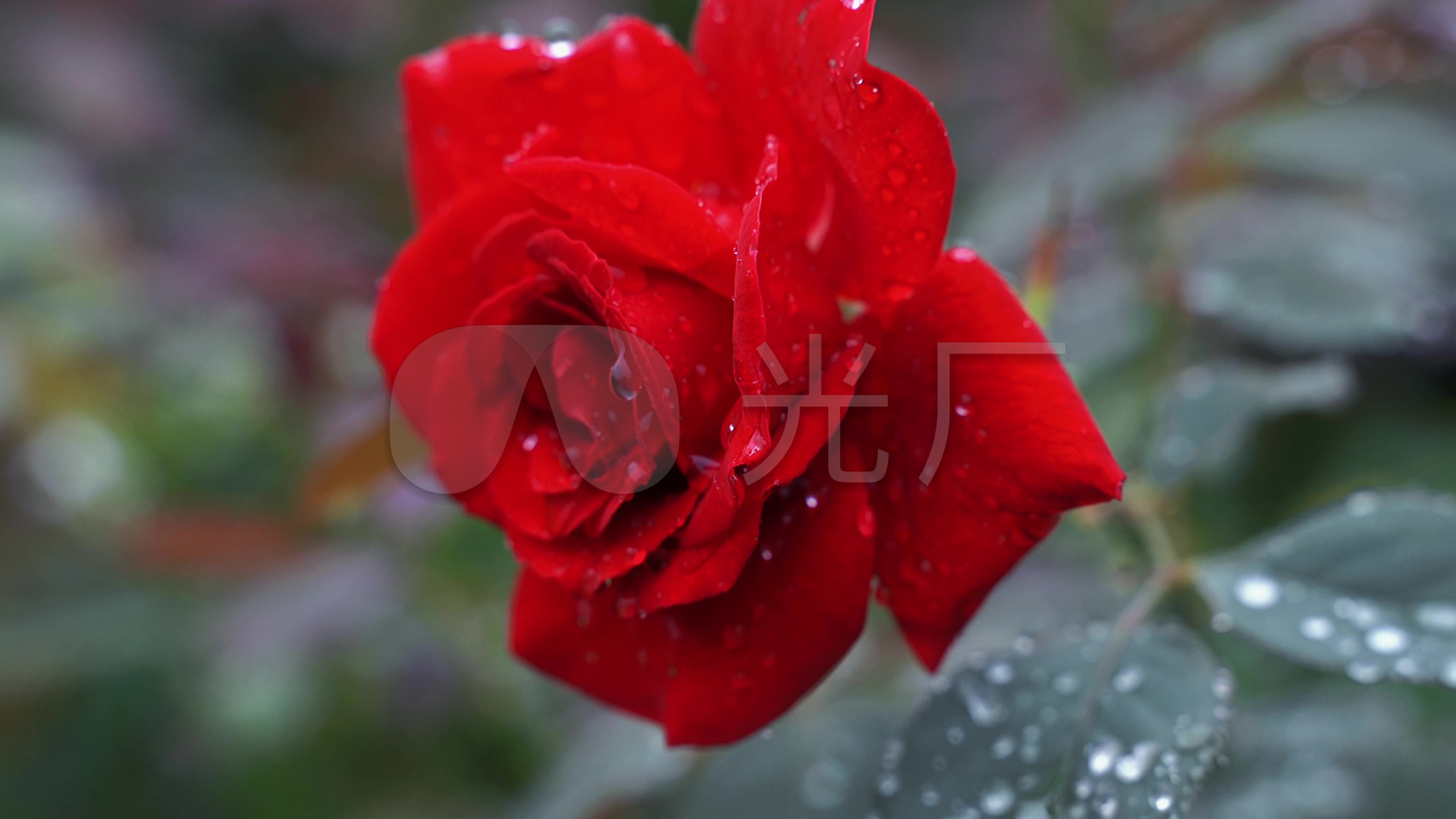 【原创】雨中红色玫瑰花_3840x2160_高清视频素材下载