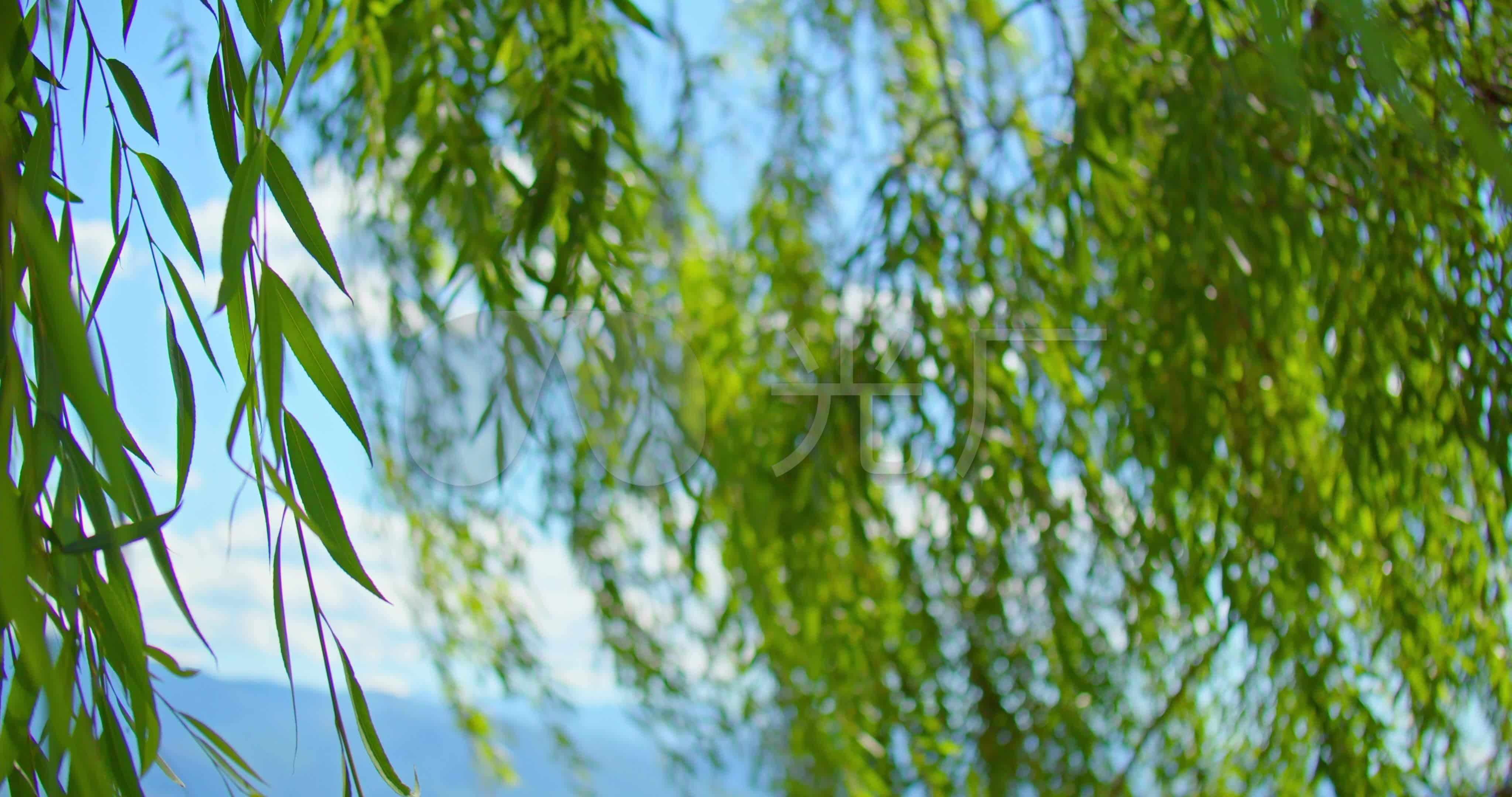4k_唯美风吹柳树柳枝_4096x2160_高清视频素材下载(编号:6240596)
