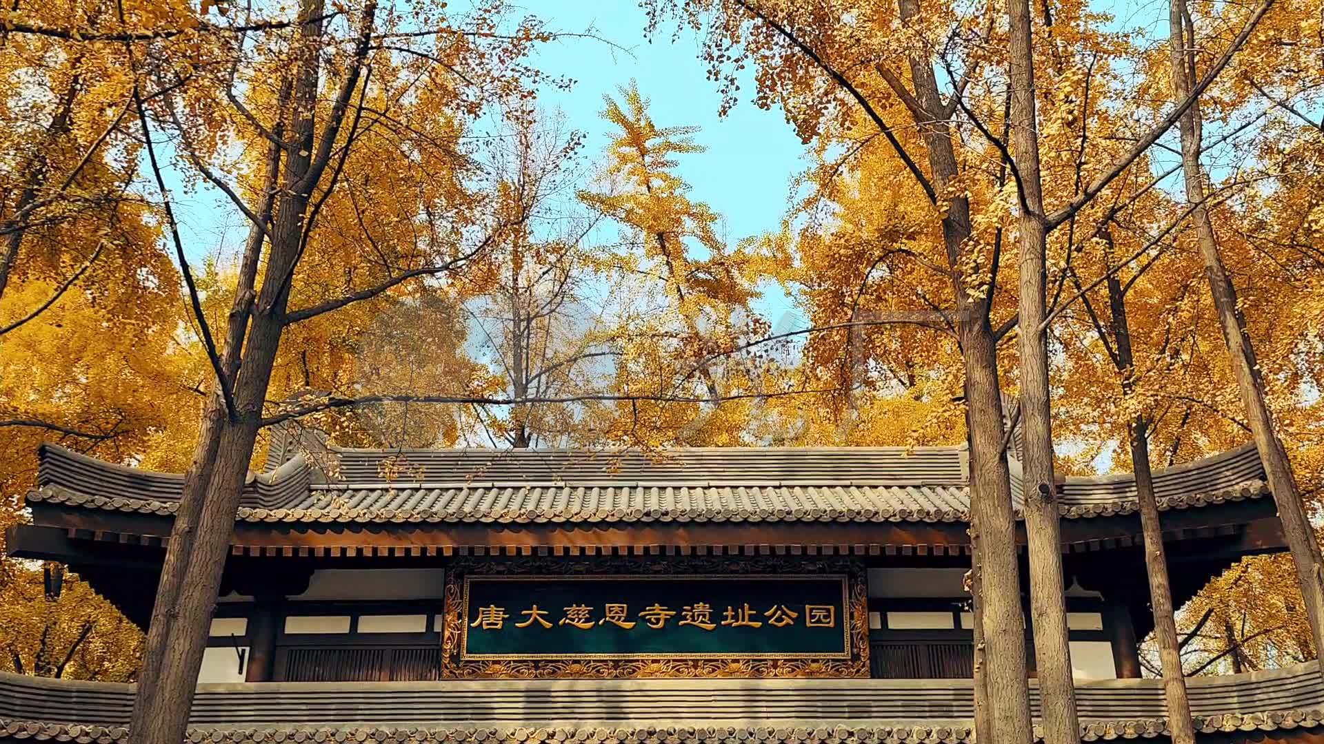 西安大雁塔大慈恩寺遗址公园秋天唯美银杏