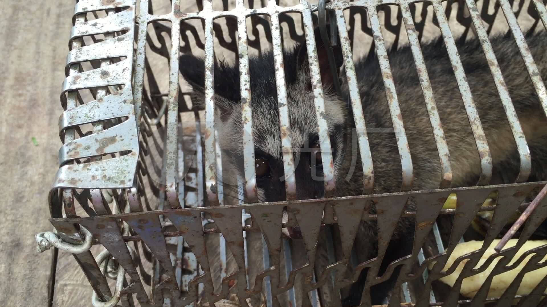 关在笼子里的果子狸_1920x1080_高清视频素材下载(:)