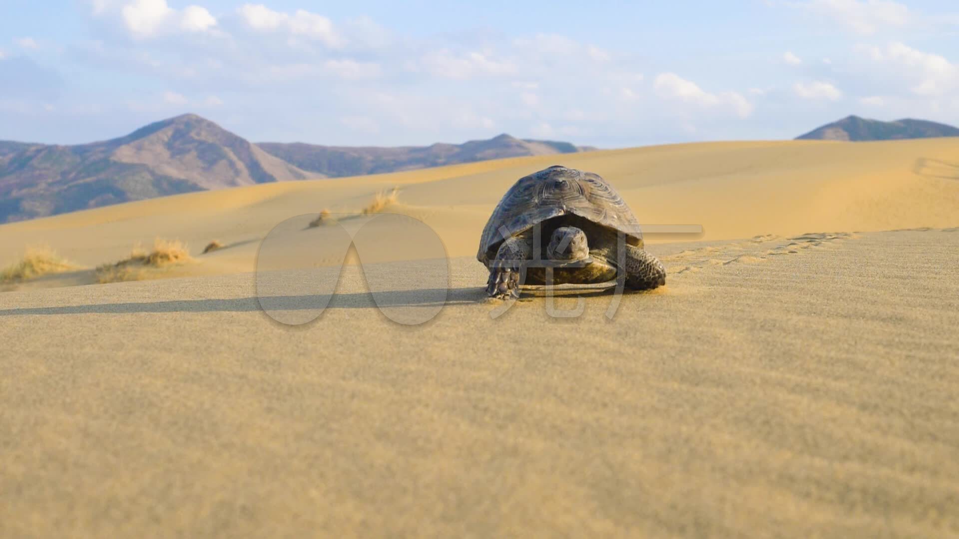 在沙漠中爬行的乌龟_1920x1080_高清视频素材下载(编号:6258917)_实拍