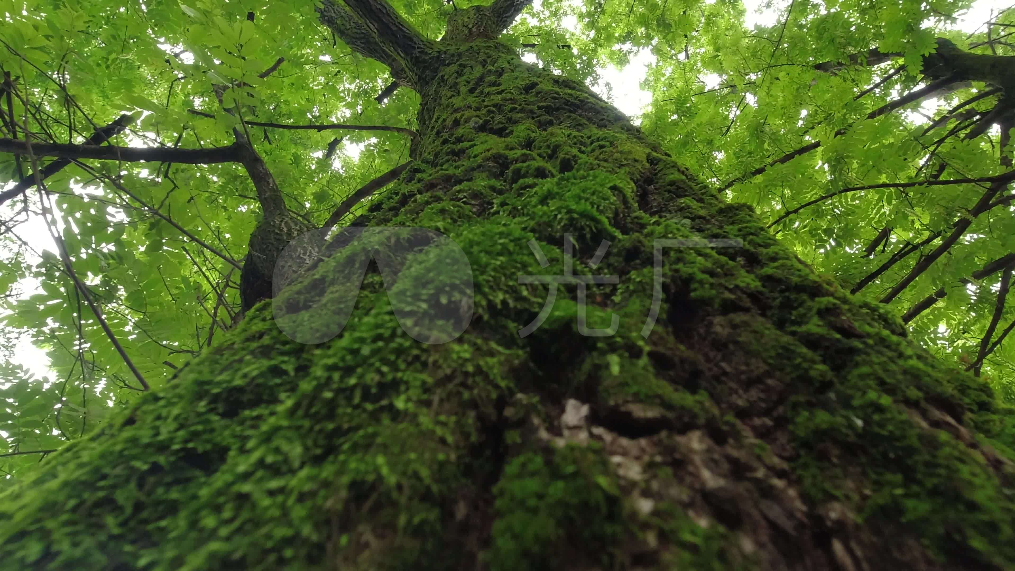 参天大树原始森林_3840x2160_高清视频素材下载(编号